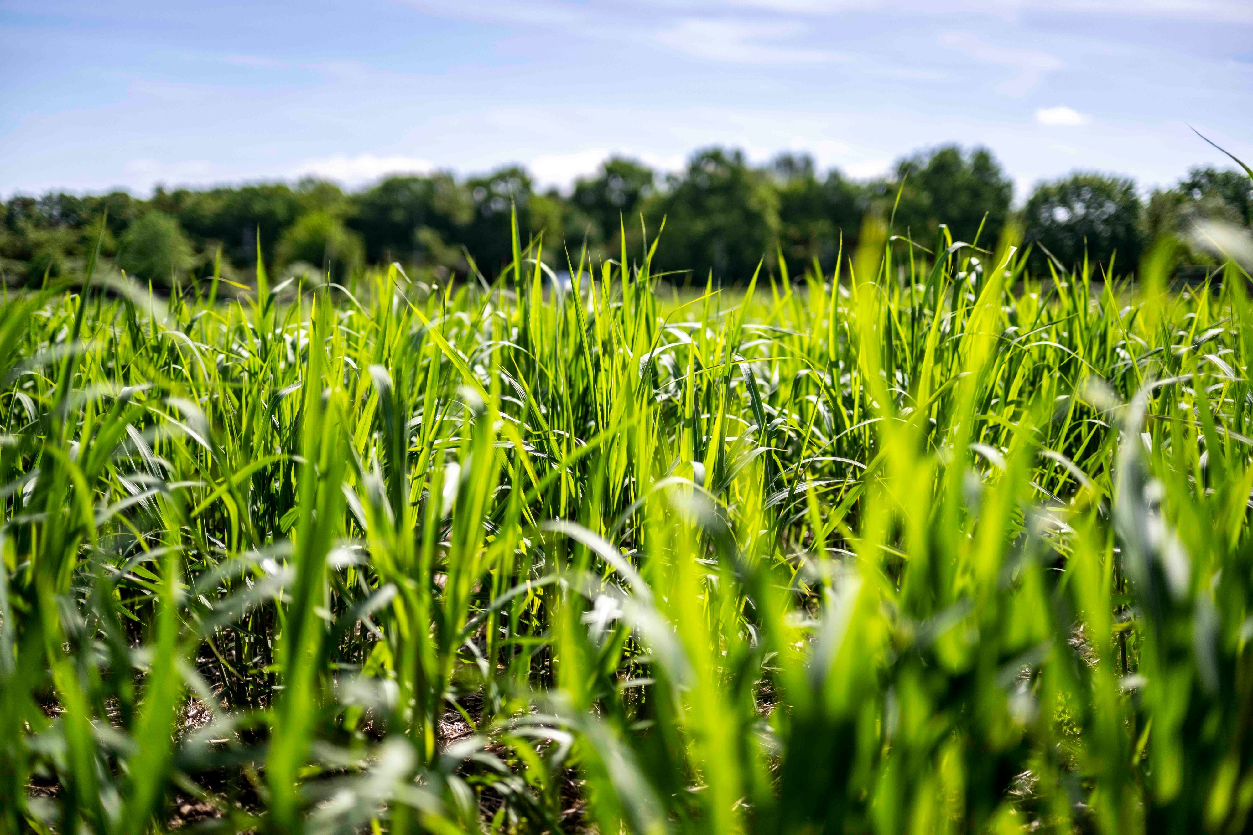 Das Bild zeigt Miscanthus-Pflanzen auf einem Feld bei Ottenheim.