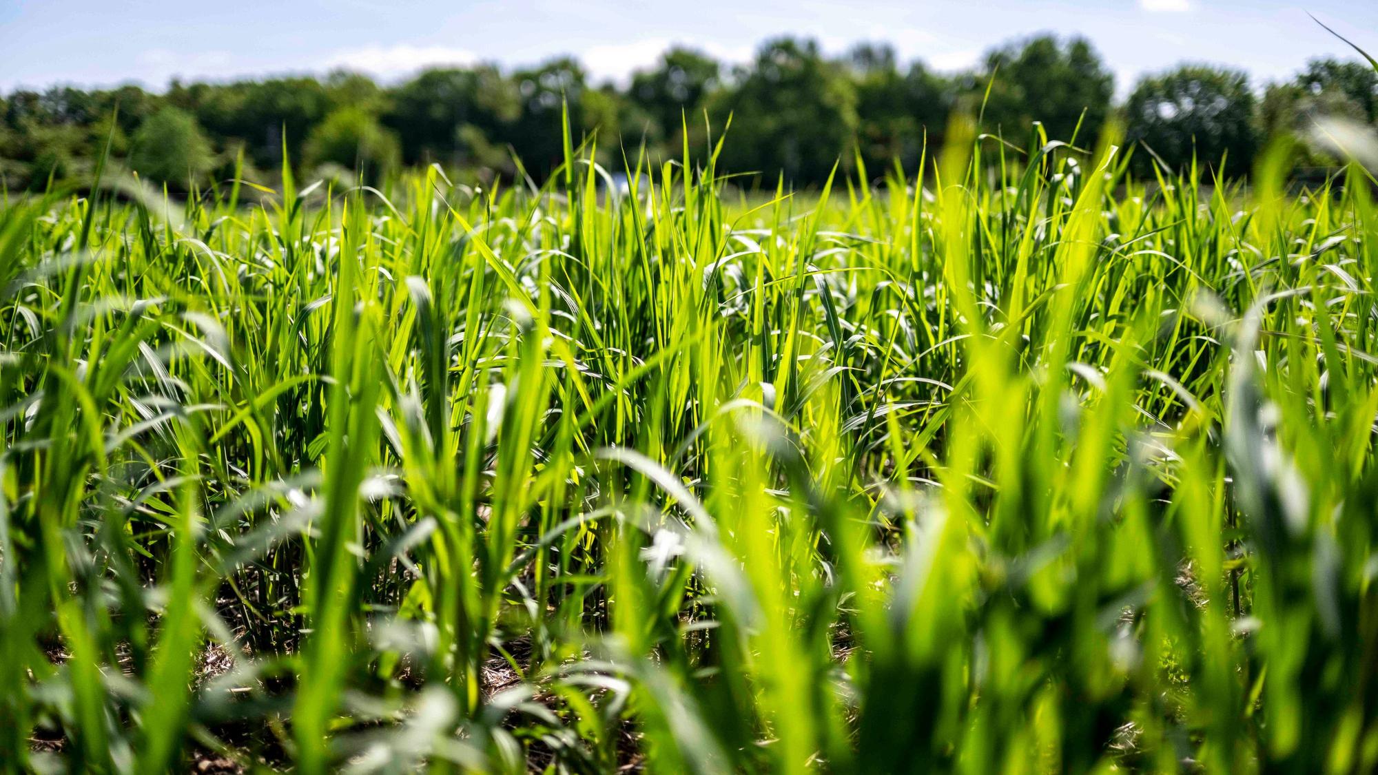 Das Bild zeigt Miscanthus-Pflanzen auf einem Feld bei Ottenheim.