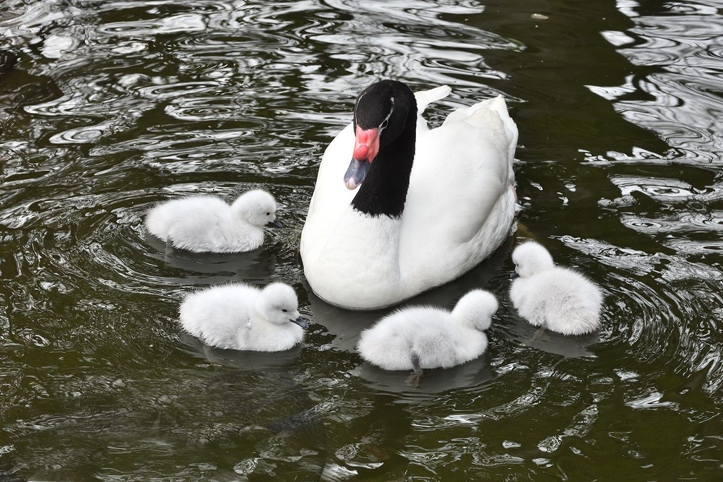 Schwarzhalsschwan-Familie