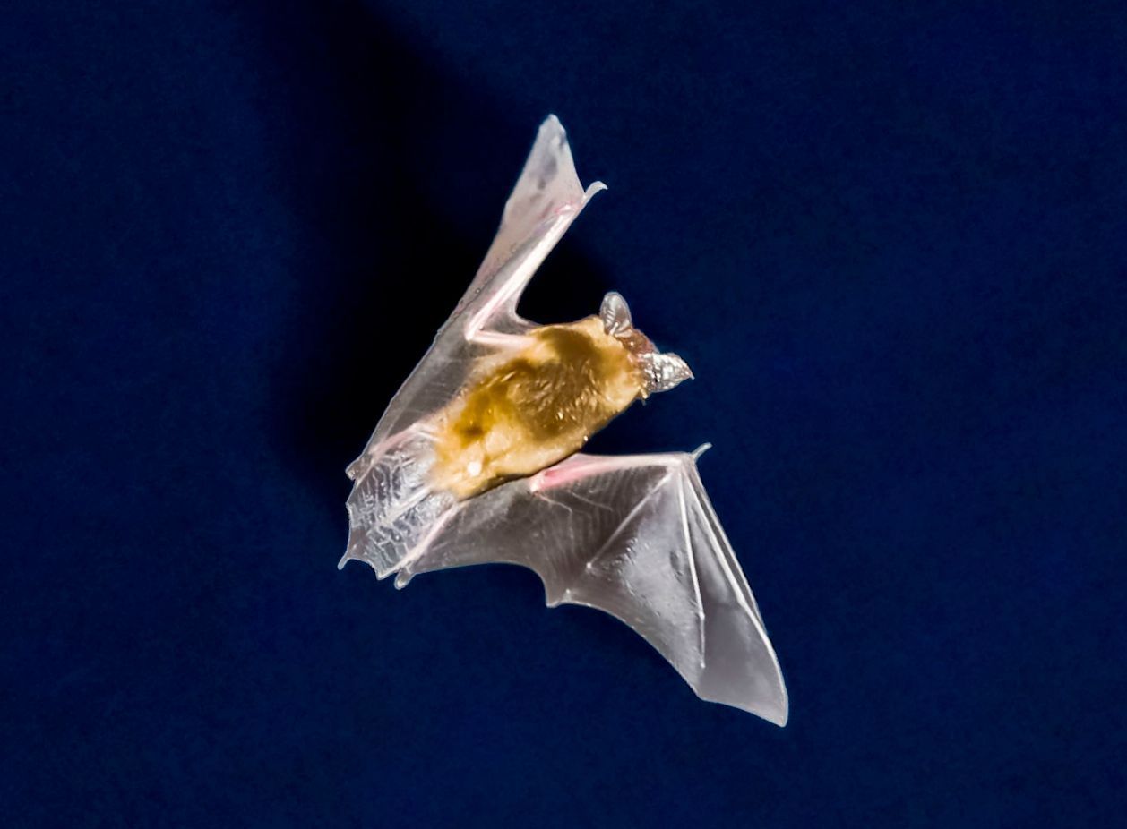 Eine Fledermaus jagt vor dem nächtlichen Himmel nach Insekten. (Symbolbild)