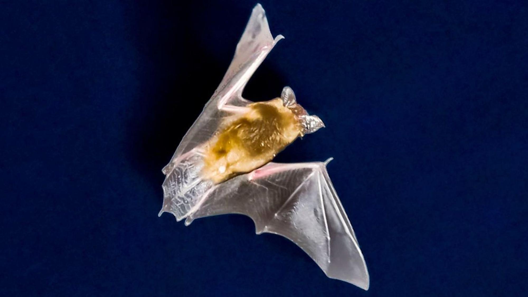 Eine Fledermaus jagt vor dem nächtlichen Himmel nach Insekten. (Symbolbild)