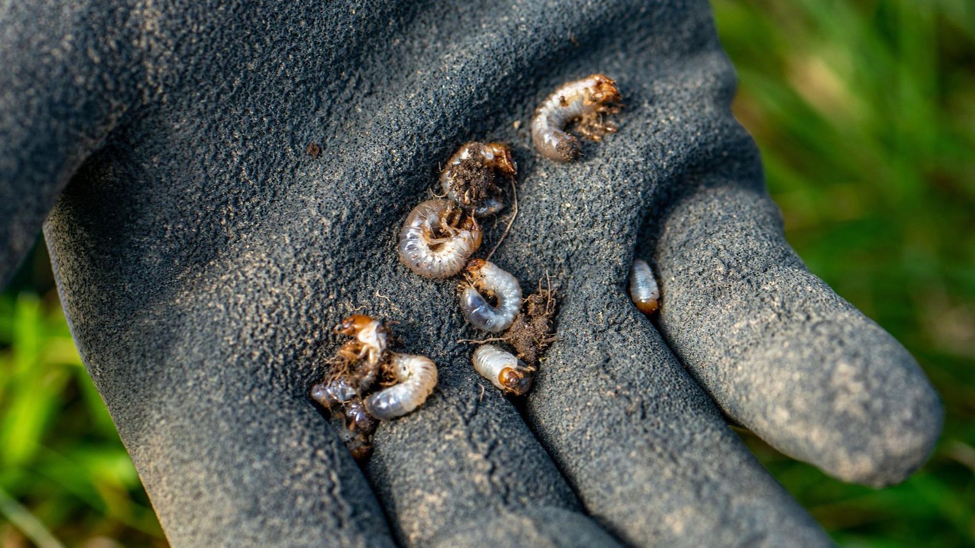 Maikäfer-Larven (Engerlinge) auf einer Hand