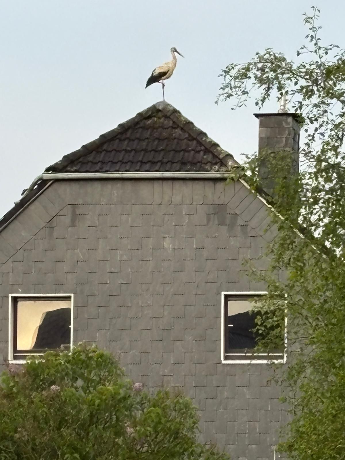 In der Wipperfürther Ortschaft Lesenbüchen hat Leser Klaus Wegerhoff diesen Storch entdeckt – und den Vogel dann auch gleich abgelichtet.