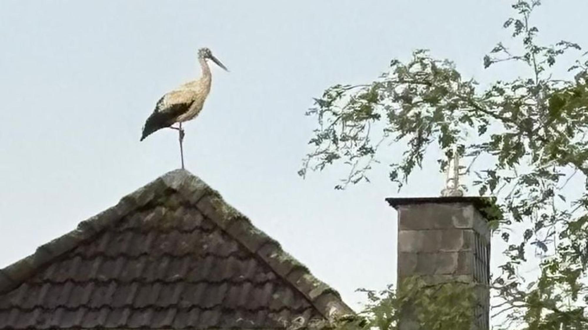 In der Wipperfürther Ortschaft Lesenbüchen hat Leser Klaus Wegerhoff diesen Storch entdeckt – und den Vogel dann auch gleich abgelichtet.
