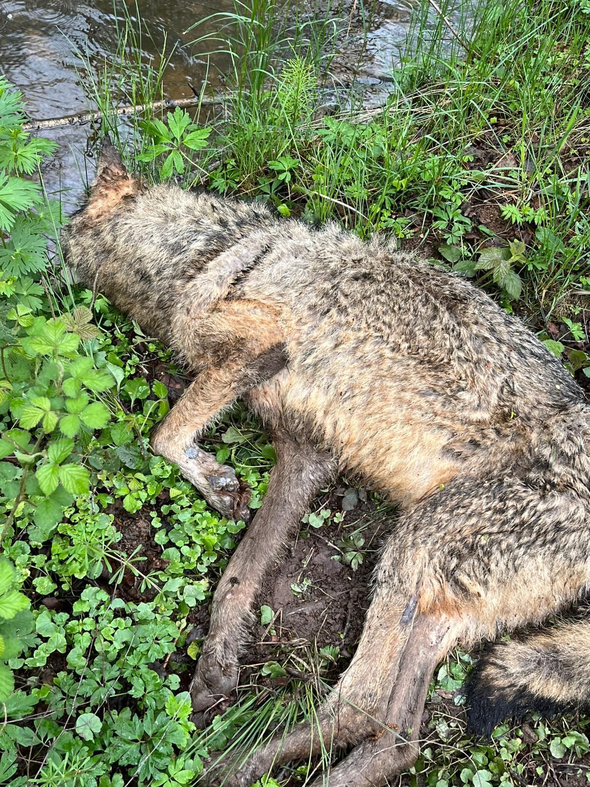 Der Wolf liegt mit einem angewinkelten Lauf an einem kleinen Bachlauf.