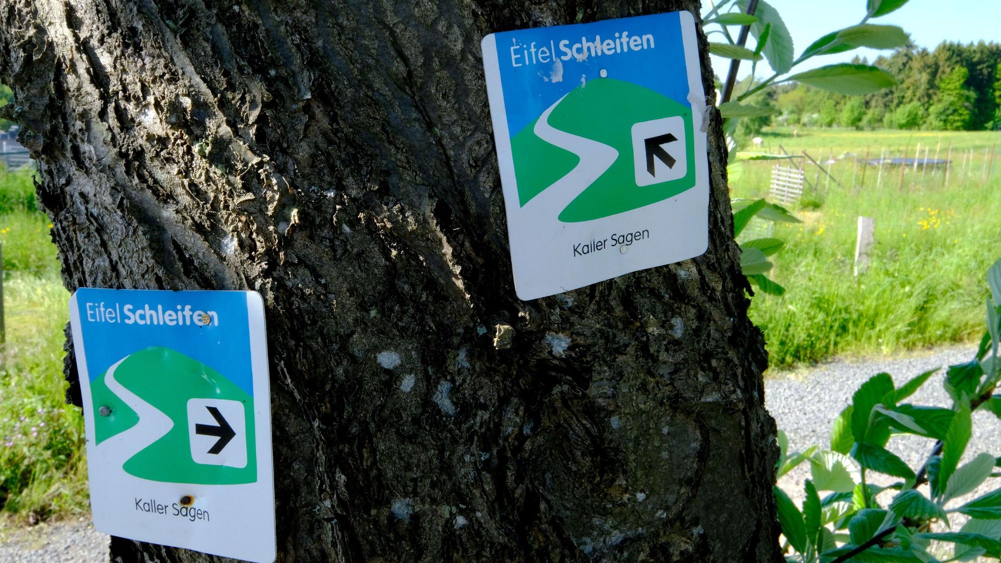 Hinweisschilder der Eifelschleife "Kaller Sagen" an einem Baum weisen Wanderern den Weg.