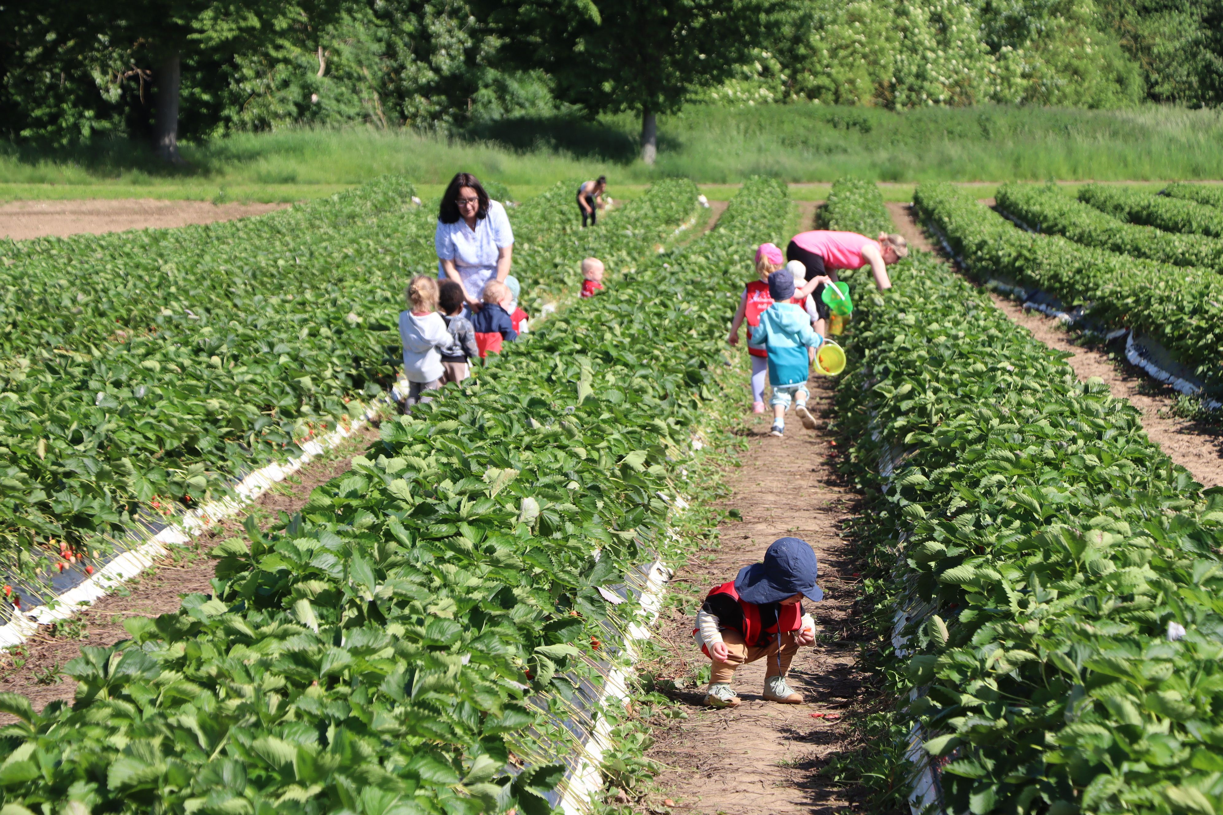 Kinder pflücken Erdbeeren in einem Feld,