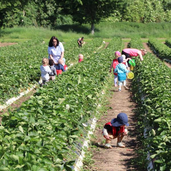 Kinder pflücken Erdbeeren in einem Feld,