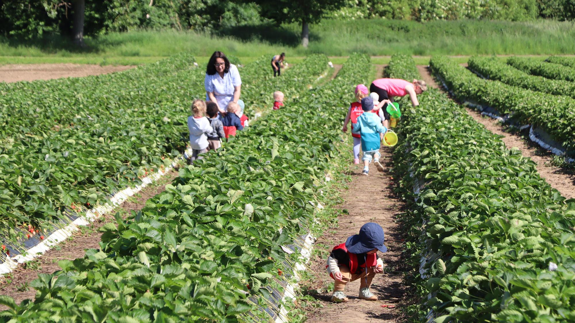 Kinder pflücken Erdbeeren in einem Feld,