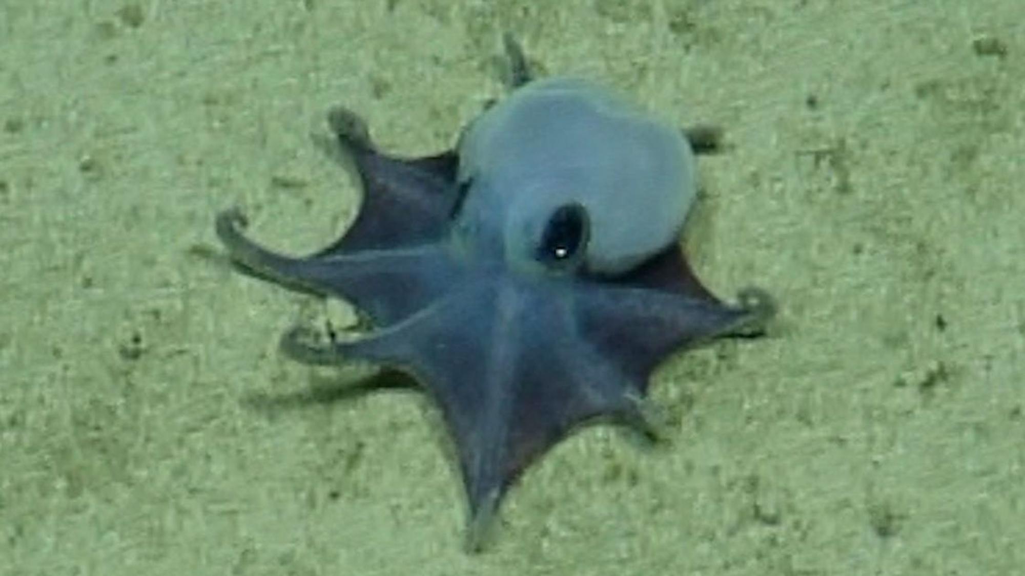 Eine Aufnahme eines winzigen Oktopus, der auf eine Handfläche passen würde. Forscher haben in der Tiefsee vor den Galápagos-Inseln eine neue, faszinierende Tierart entdeckt: einen winzigen blauen Oktopus.