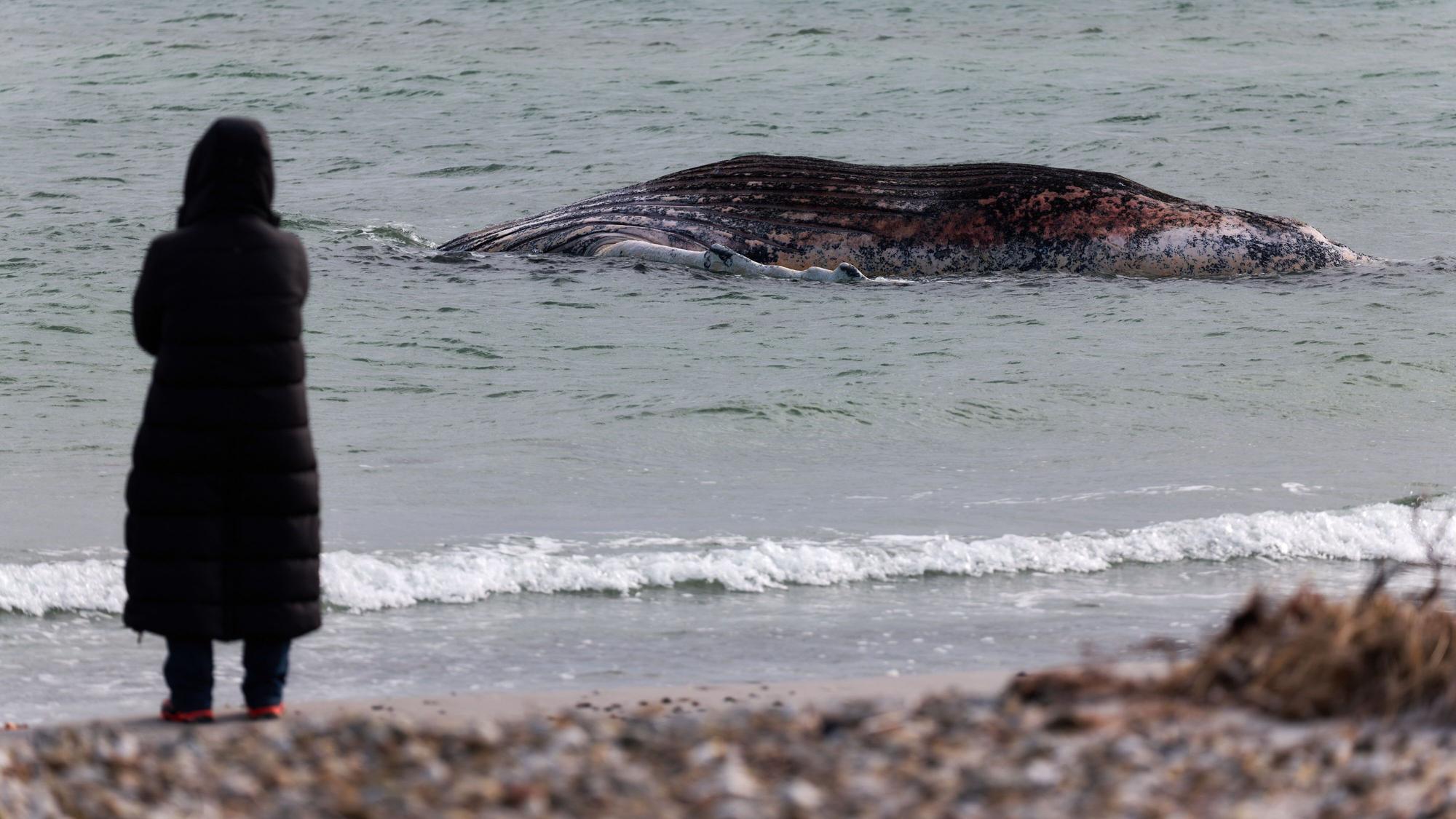 Eine Tierärztin steht am Ufer unweit vom toten Buckelwal, der vor der dänischen Insel Anholt liegt. Es handelt sich um den als Timmy bekannten Buckelwal, der Ende März erstmals vor Timmendorfer Strand gestrandet war und rund einen Monat später in die Nordsee transportiert wurde.
