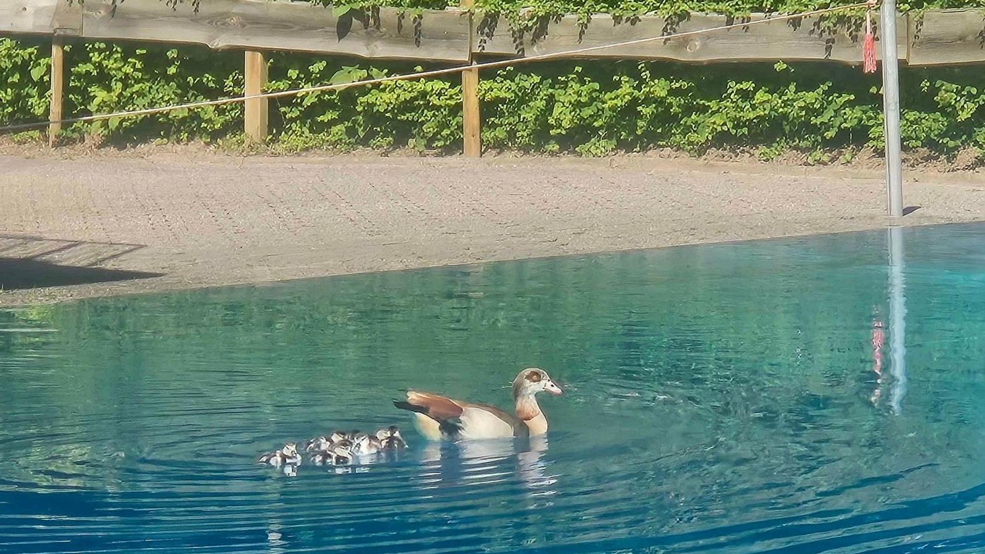 Ungebetene Badegäste im Pulheimer Freibad.