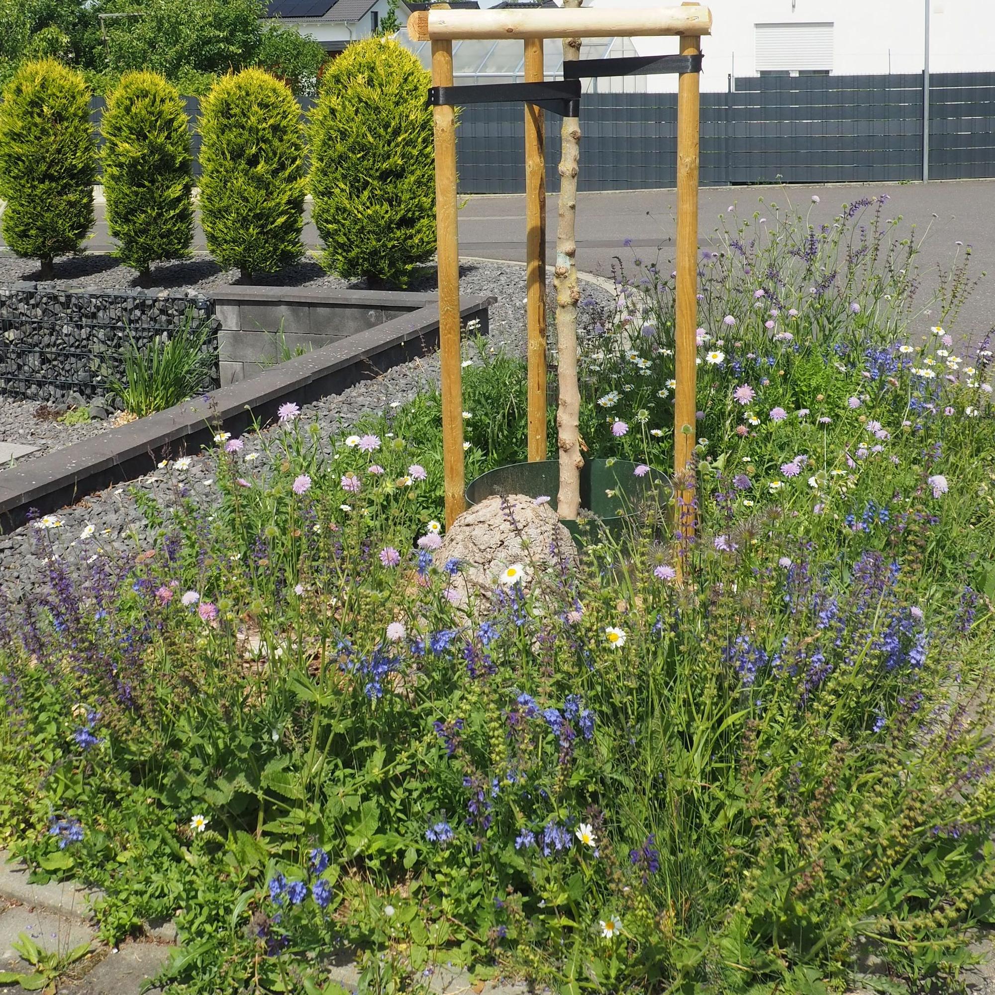 Rund um einen Straßenbaum blühen Wildblumen.