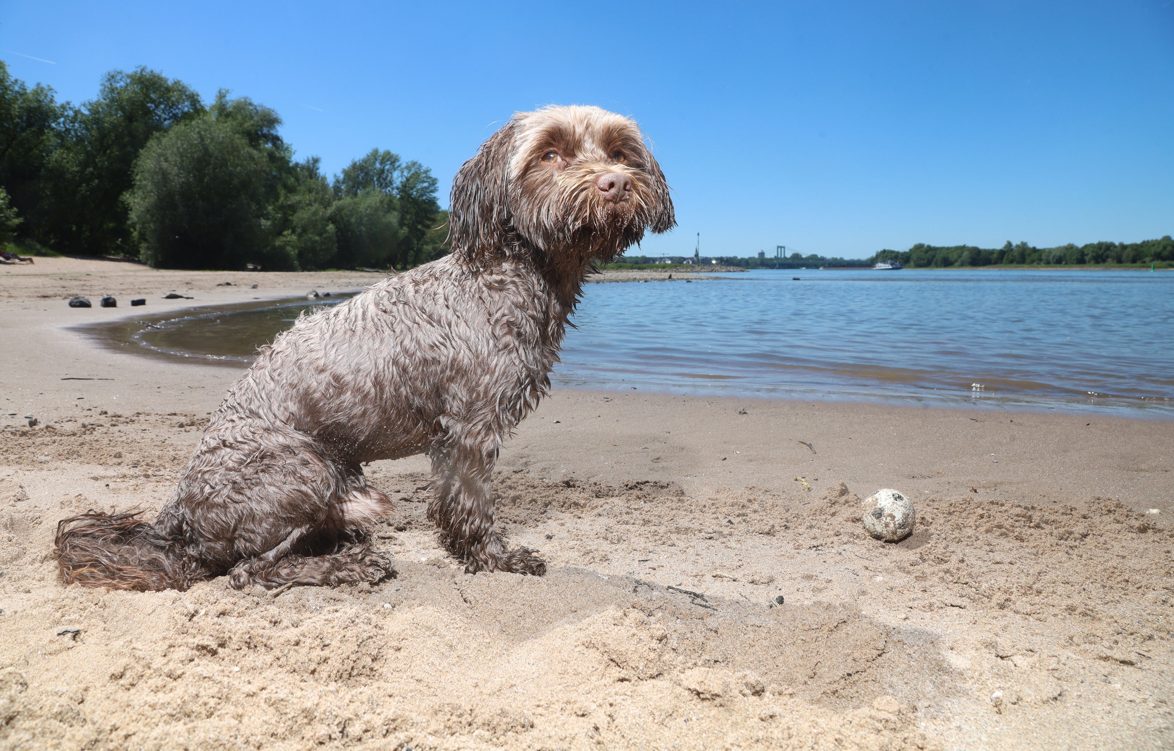 Hotdog am Strand: Sogar für den dreijährigen Moglie ist das Spielen derzeit zu heiß. Eine kleine Abkühlung gibt es für den Vierbeiner in Rodenkirchen.