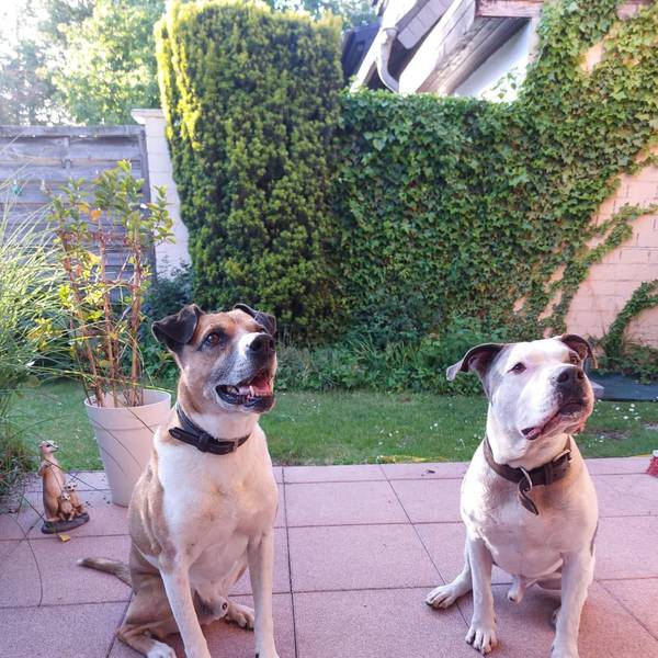 Auf dem Bild ist ein sitzender Hund zu sehen.