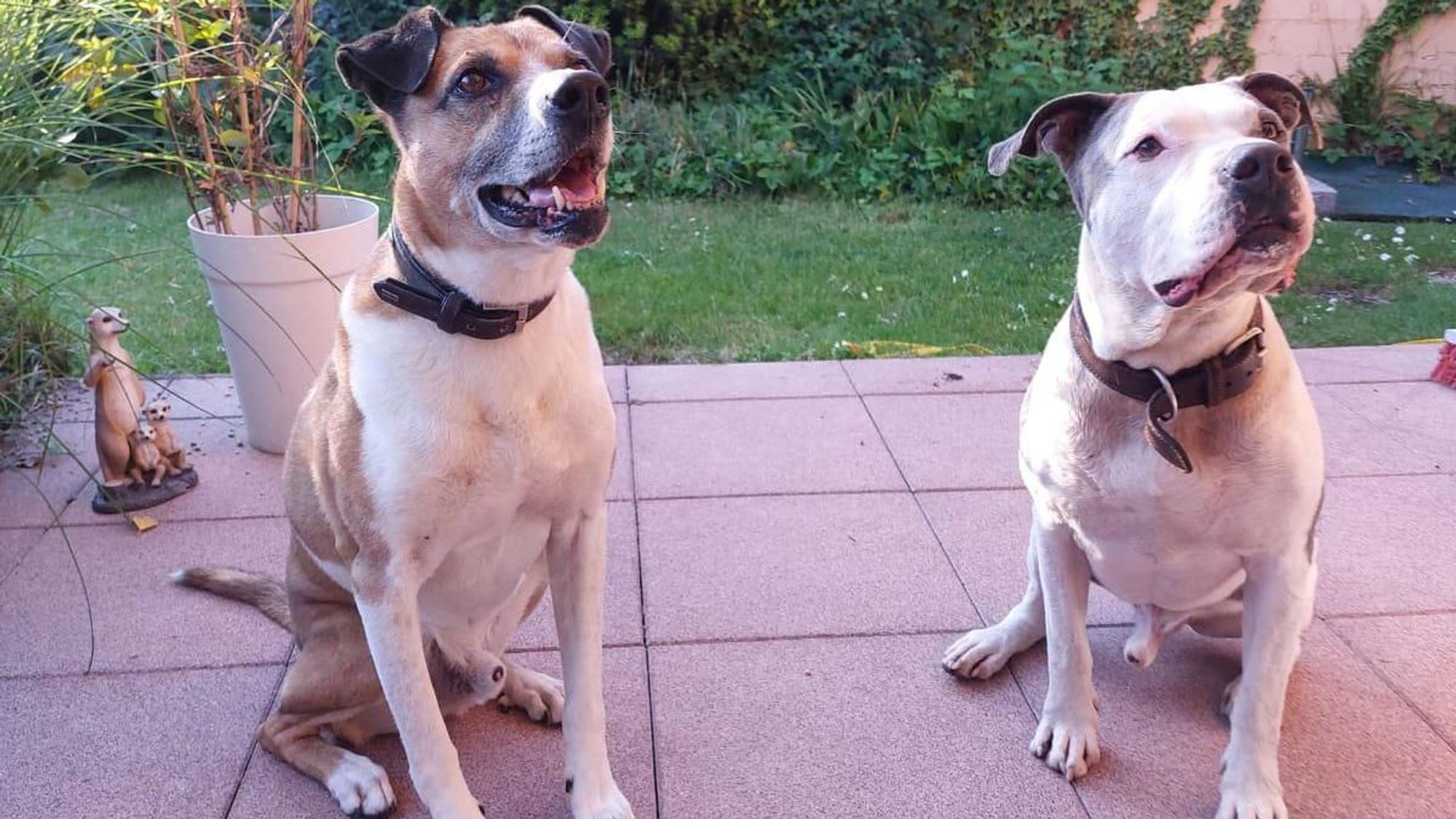 Auf dem Bild ist ein sitzender Hund zu sehen.