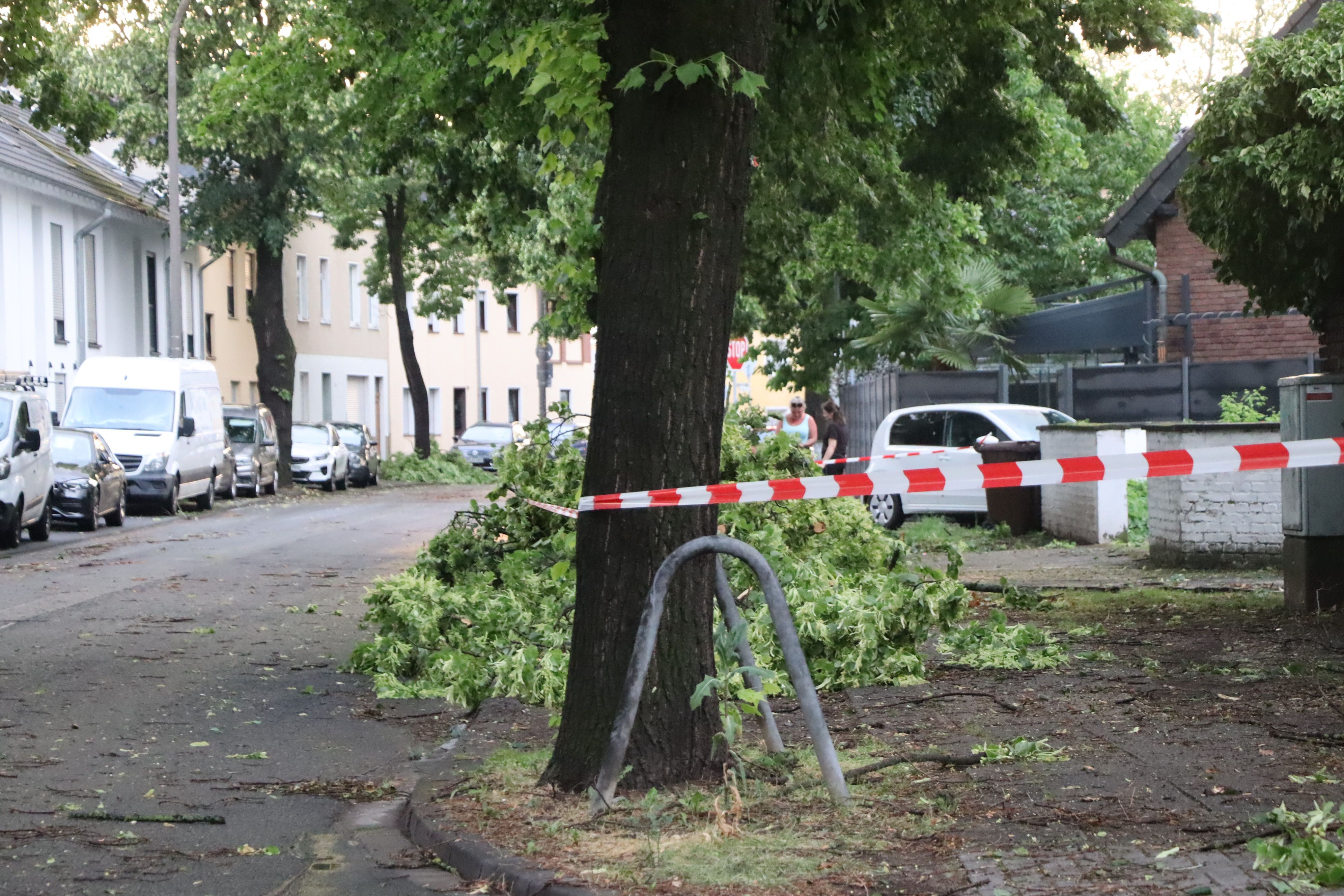Das Bild zeigt abgebrochene Äste an einem Baum.