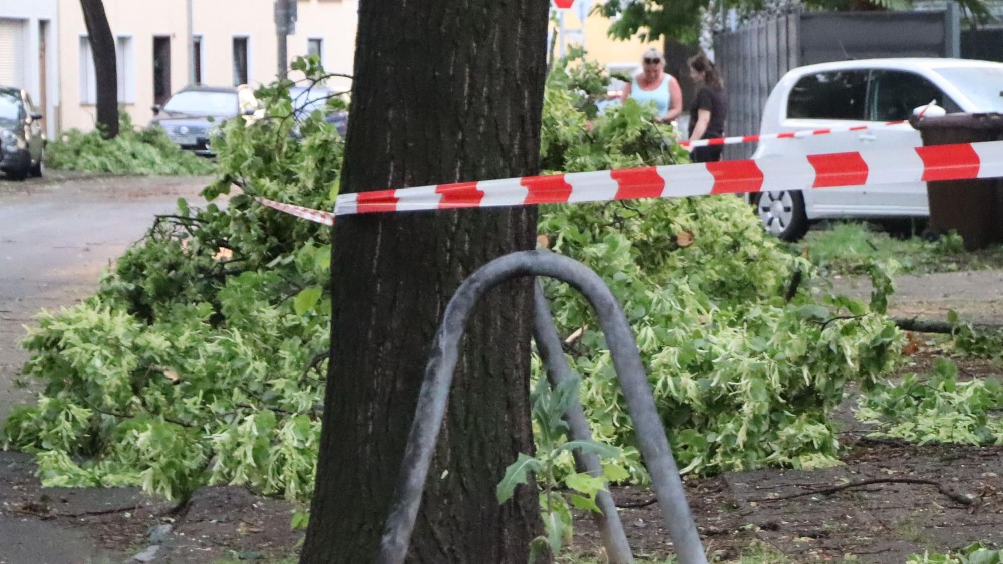 Das Bild zeigt abgebrochene Äste an einem Baum.