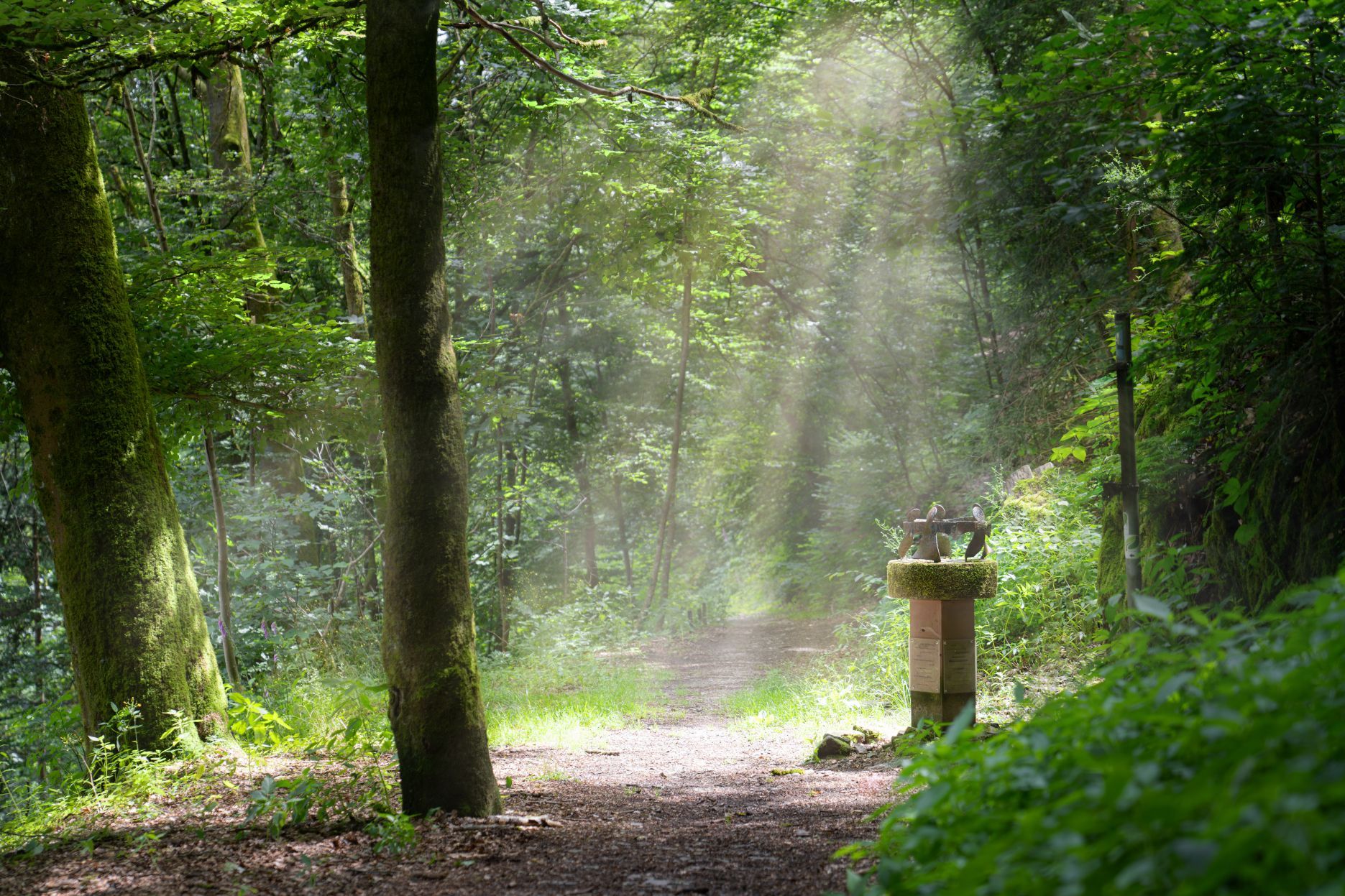 Das Foto zeigt das Denkmal am „Hexentanzplatz“ im Wald oberhalb von Neuerburg in der Eifel.