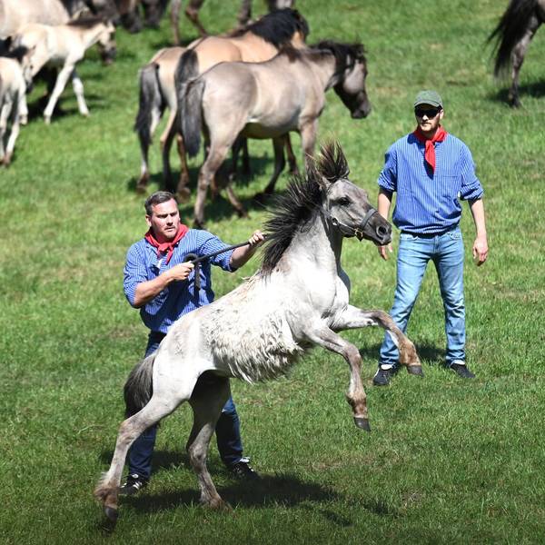 Traditioneller Fang der Wildpferde im Merfelder Bruch