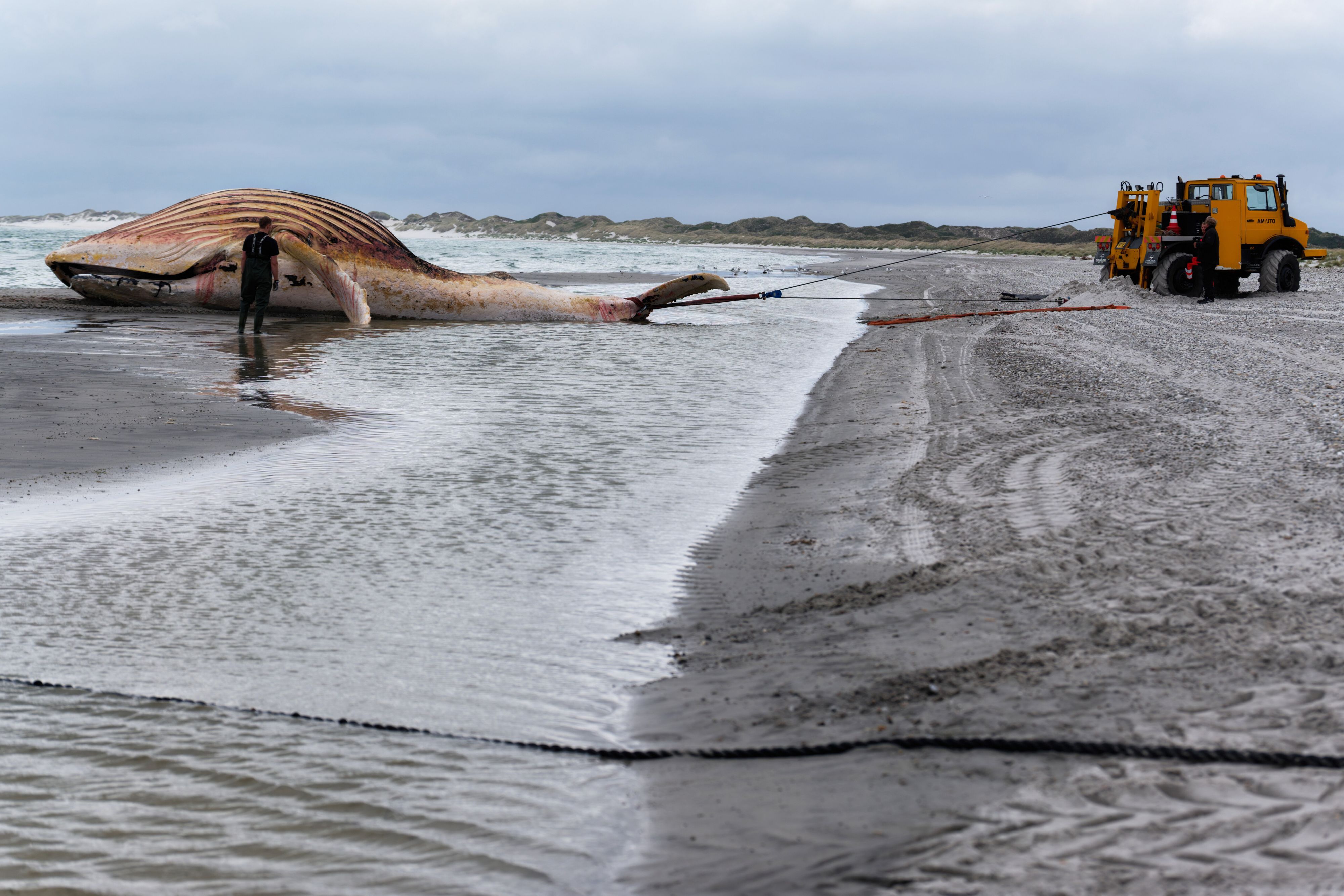 Der tote Wal wird an Land der dänischen Insel Anholt gezogen. Es handelt sich um den als Timmy bekannten Buckelwal, der Ende März erstmals vor Timmendorfer Strand gestrandet war und rund einen Monat später in die Nordsee transportiert wurde.