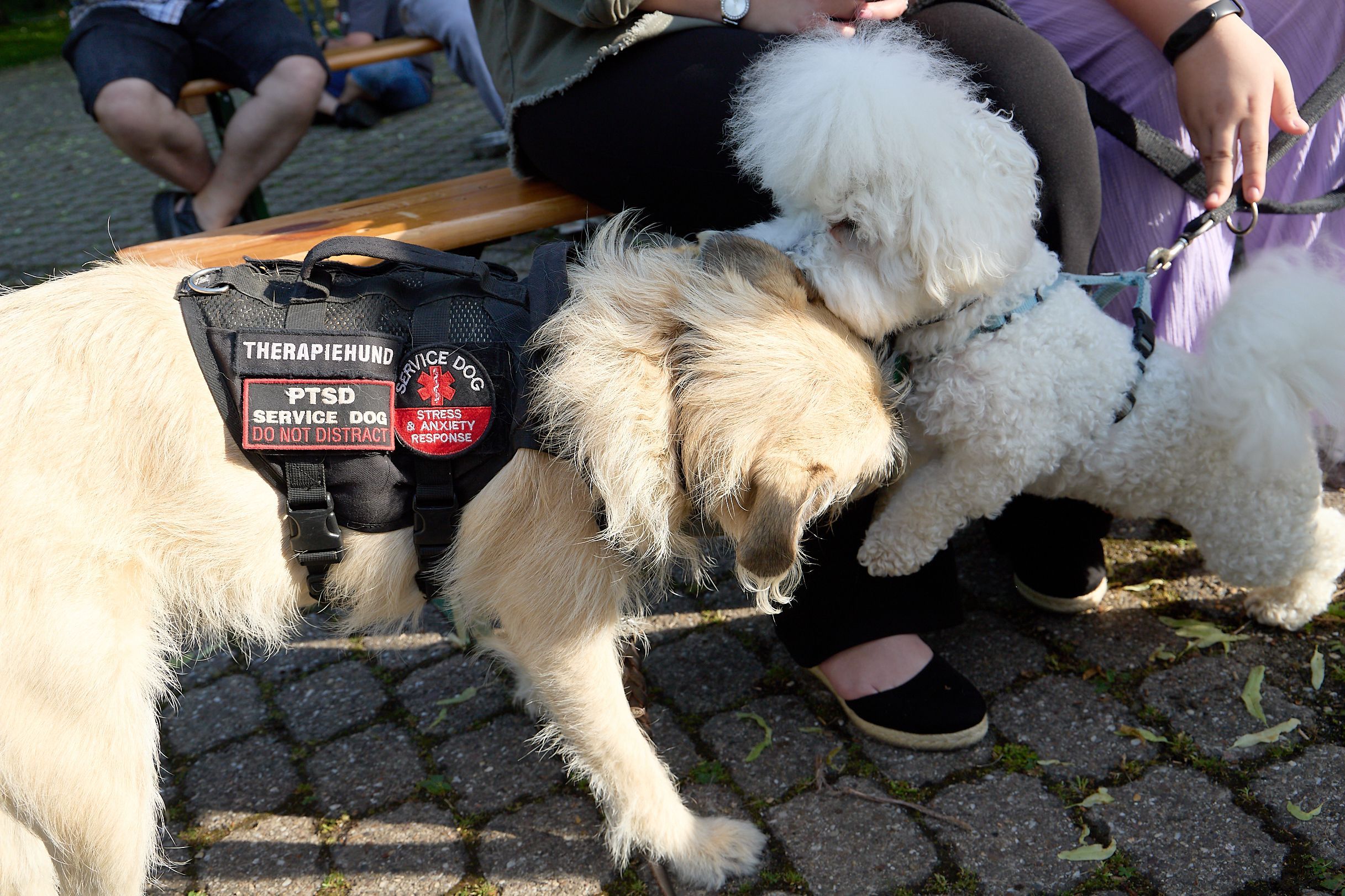 Zwei Hunde spielen miteinander.