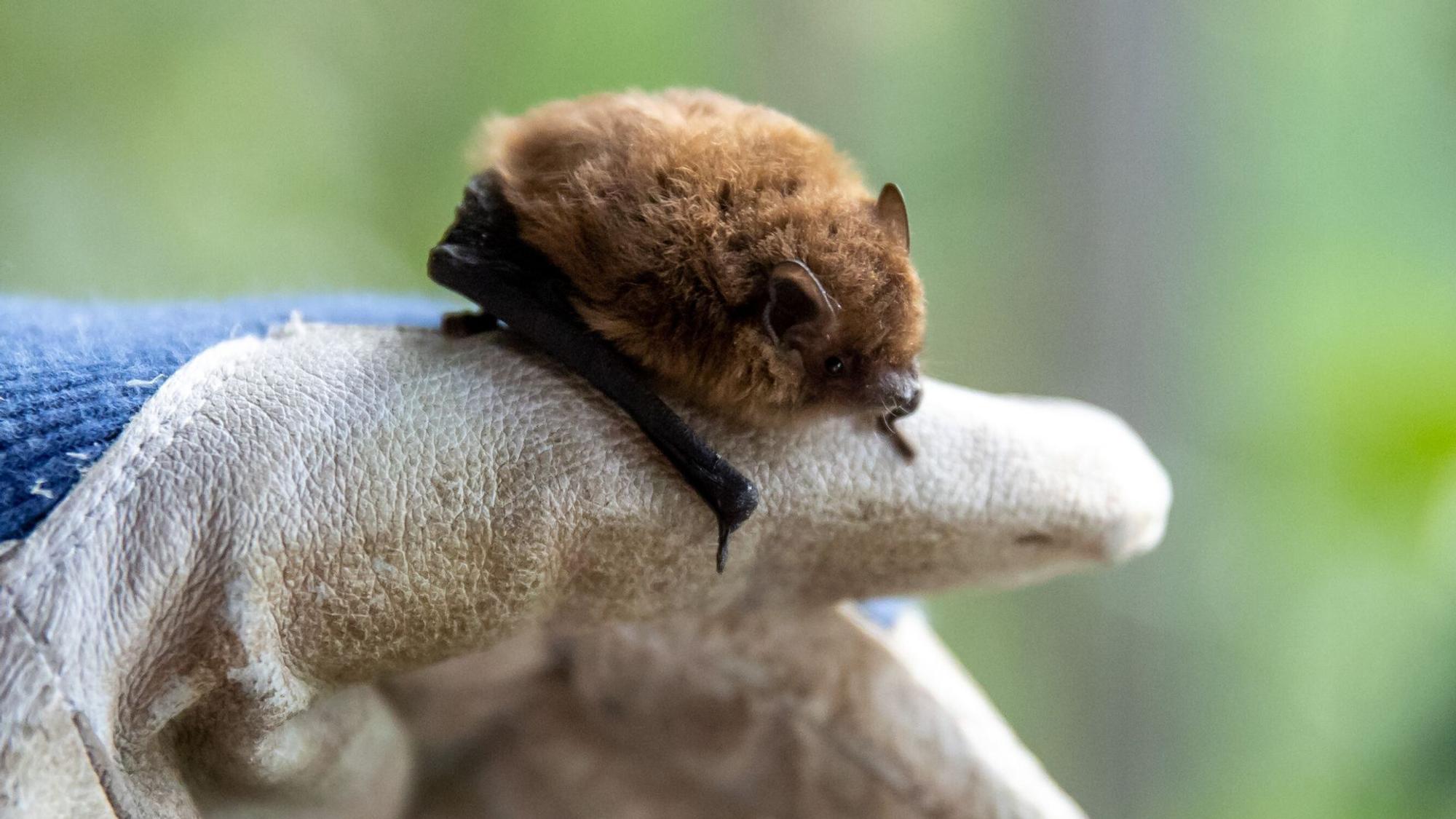 Fledermaus