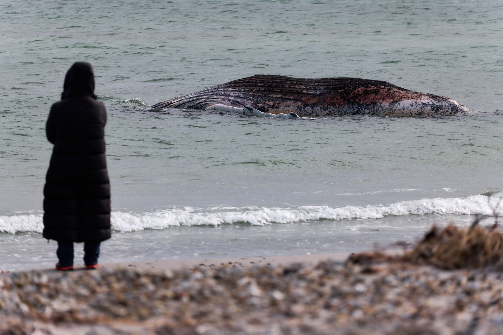 Toter Wal vor dänischer Insel Anholt entdeckt
