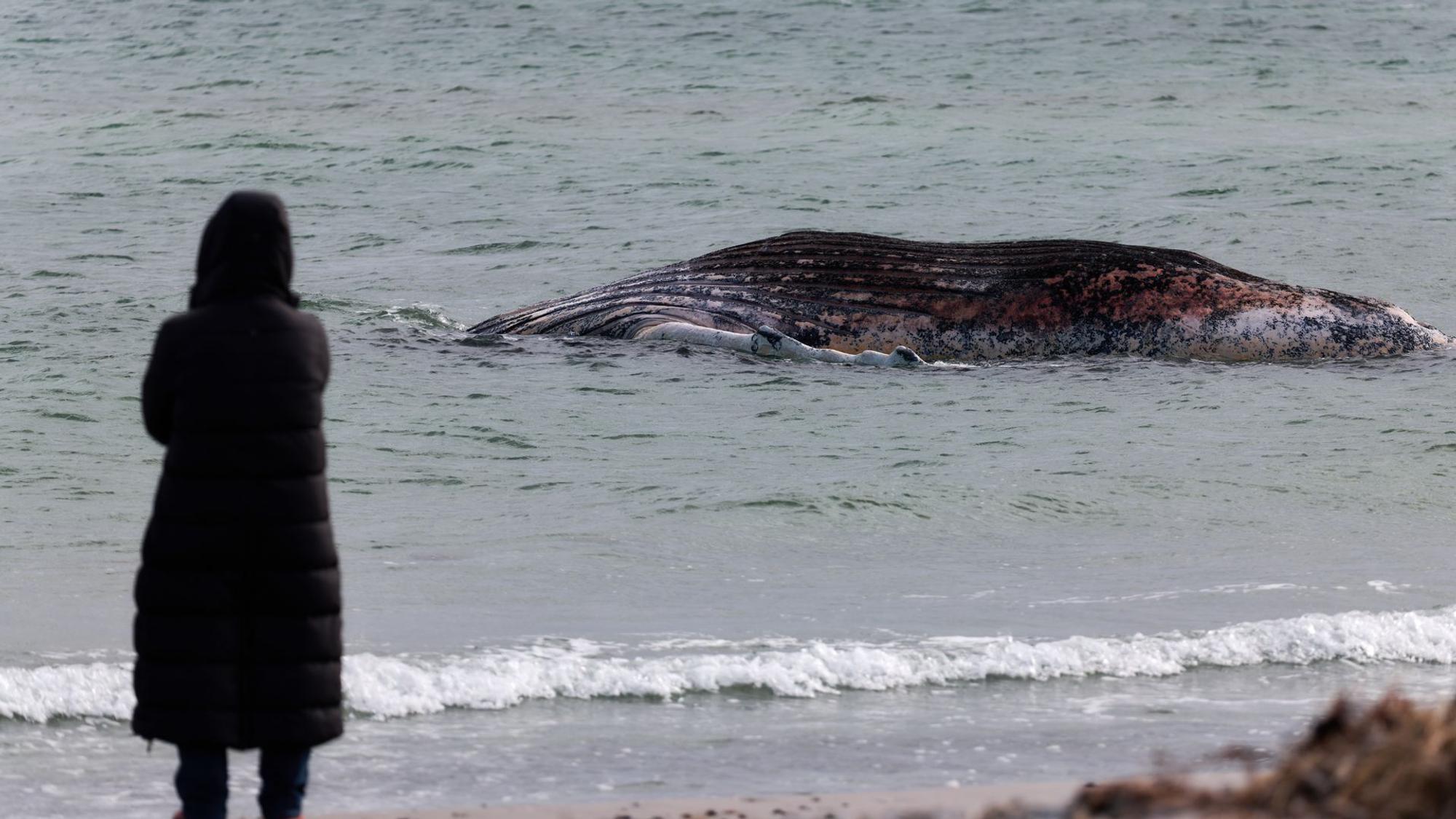 Toter Wal vor dänischer Insel Anholt entdeckt