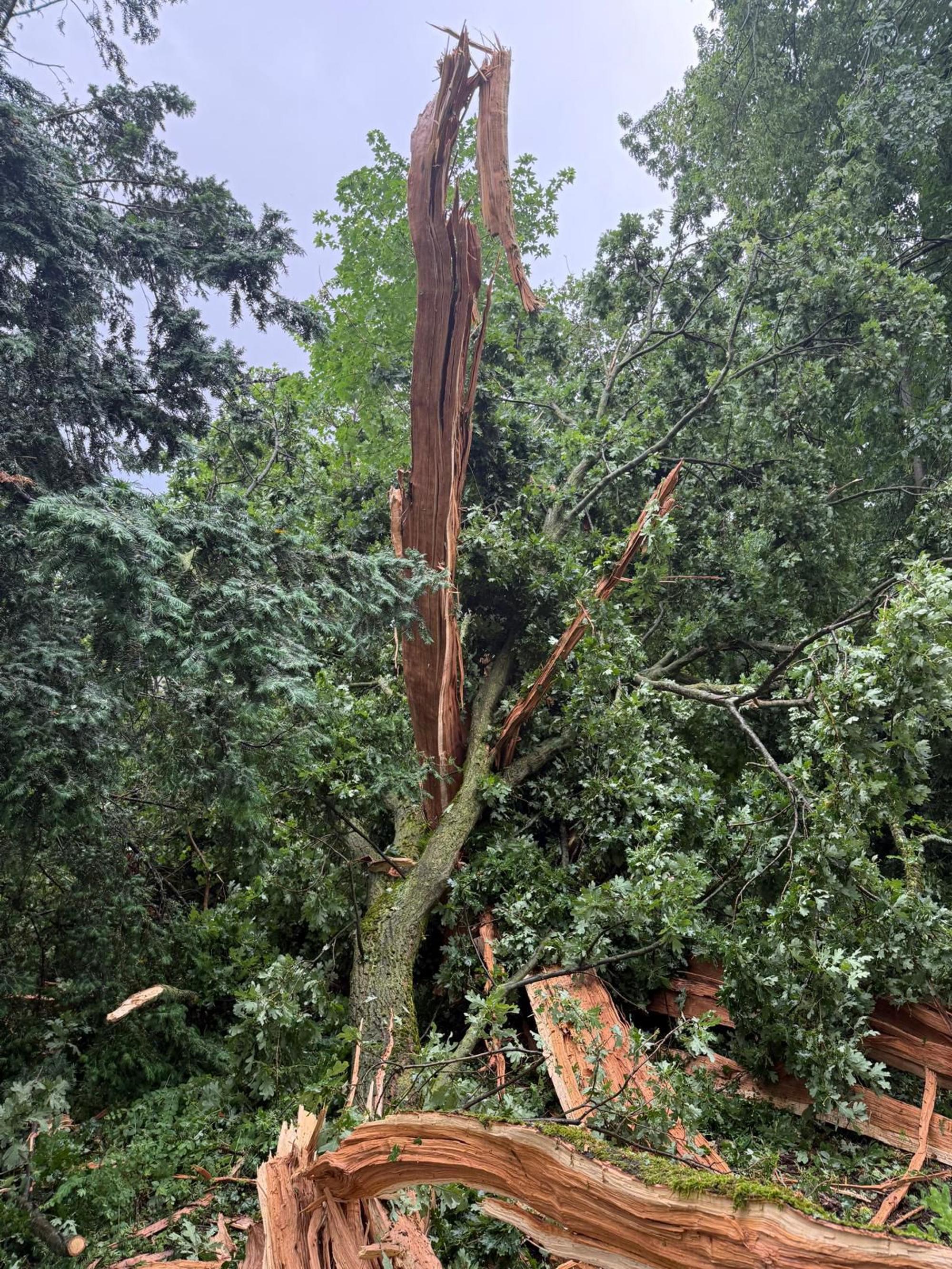 Ein Baum ist nach einem Blitzeinschlag geborsten.