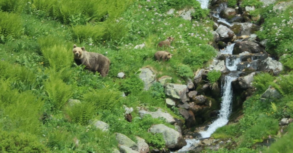 Angriff auf Wanderweg: Bärin verletzt Mann in der Slowakei schwer am Hals