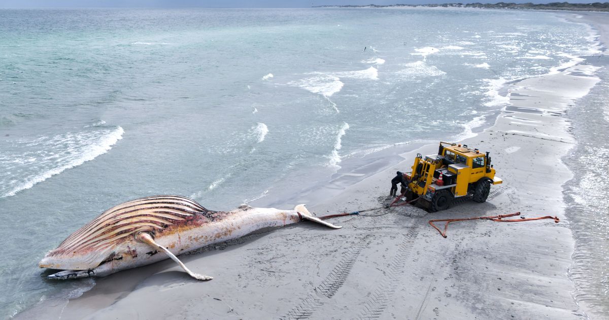 Transport postponed: What happens after the autopsy of whale