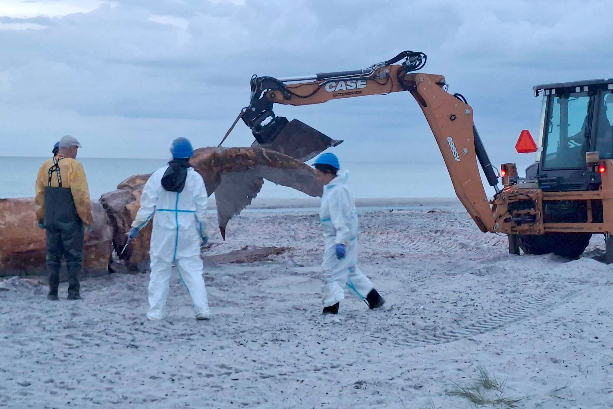 Weitere Entwicklung zum Buckelwal in der Ostsee