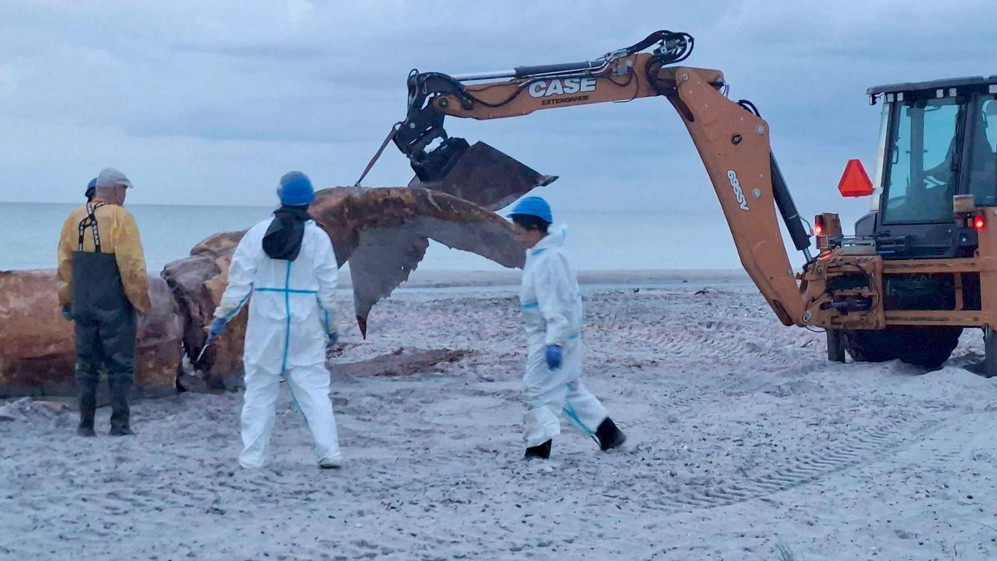 Weitere Entwicklung zum Buckelwal in der Ostsee