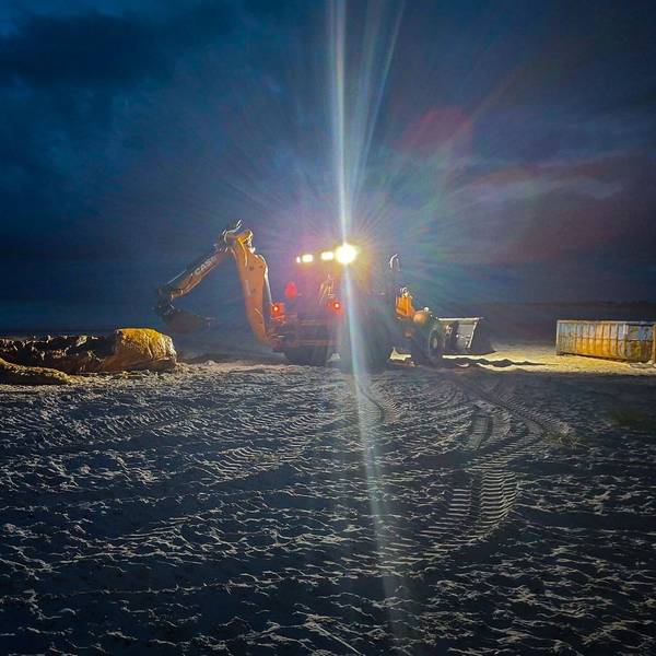 Weitere Entwicklung zum Buckelwal in der Ostsee