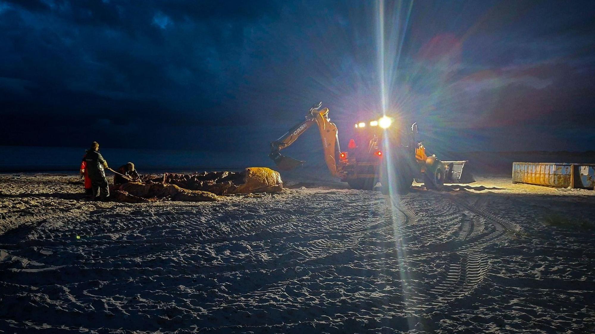 Weitere Entwicklung zum Buckelwal in der Ostsee