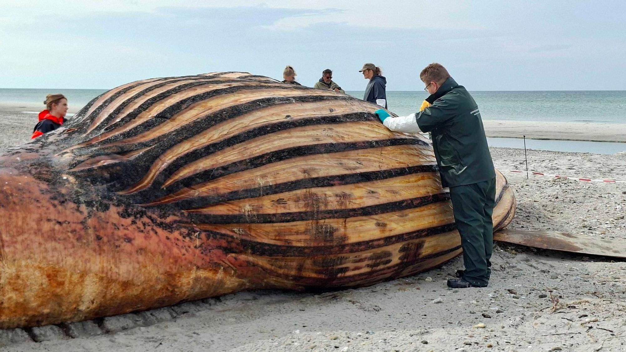Weitere Entwicklung zum Buckelwal in der Ostsee