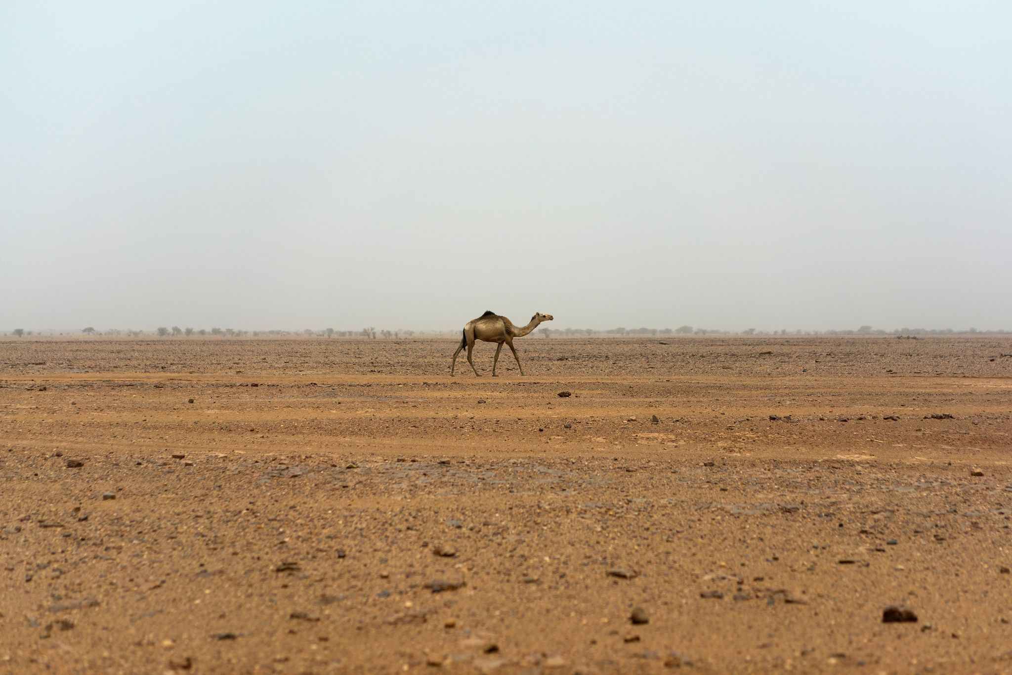 Sahara im Niger