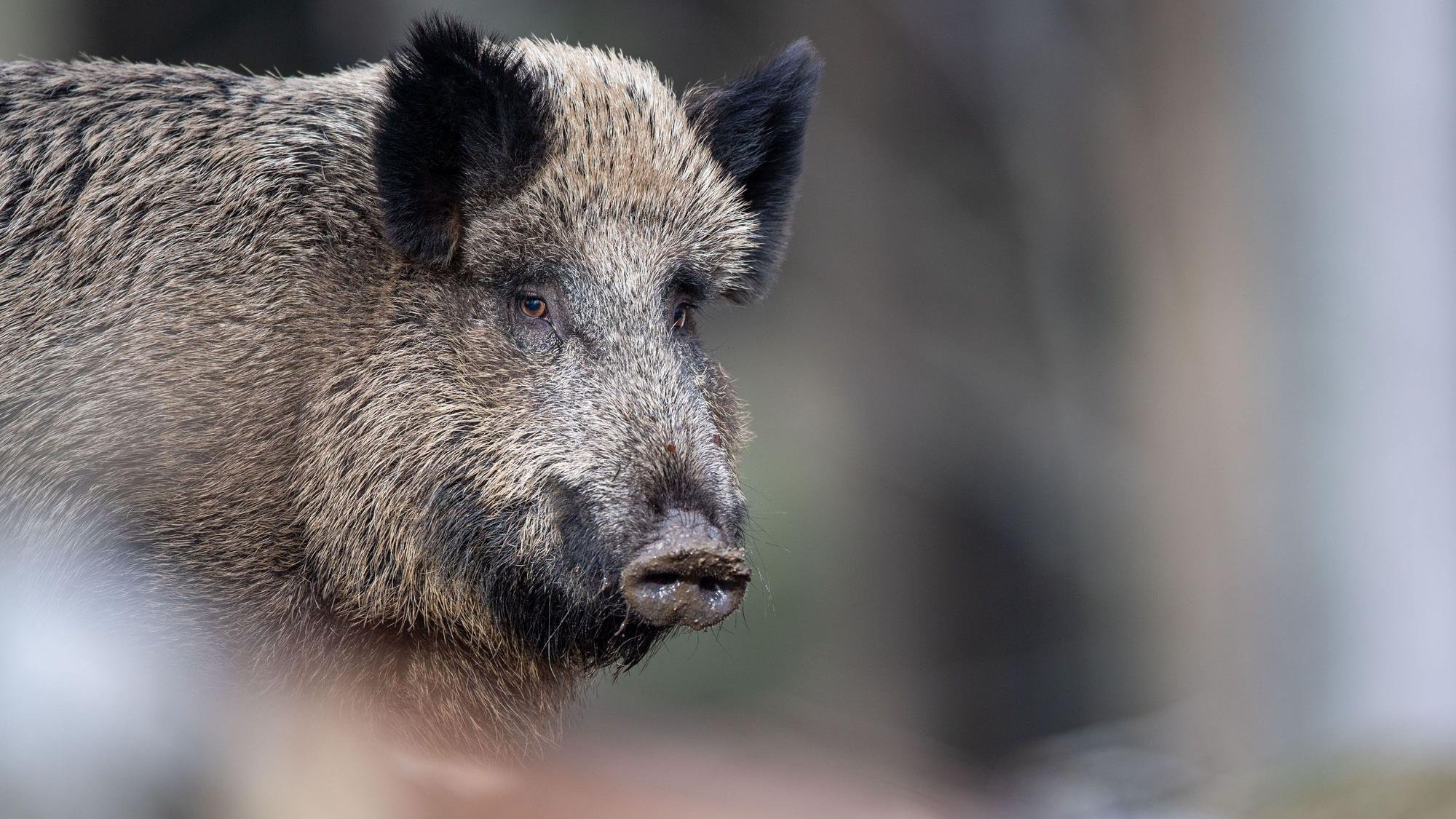Zwei Wildschweine verendeten auf der A4 bei Kerpen nach einem Zusammenstoß mit einem Pkw.