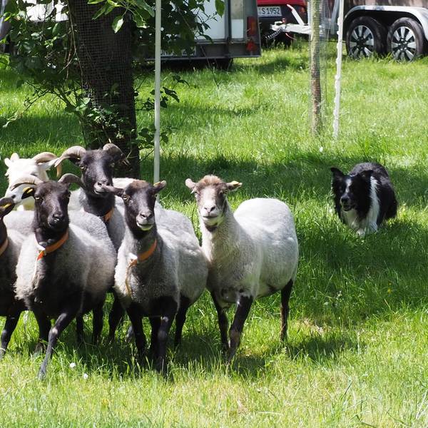 Ein Hütehund treibt ein Gruppe Schafe vor sich her.