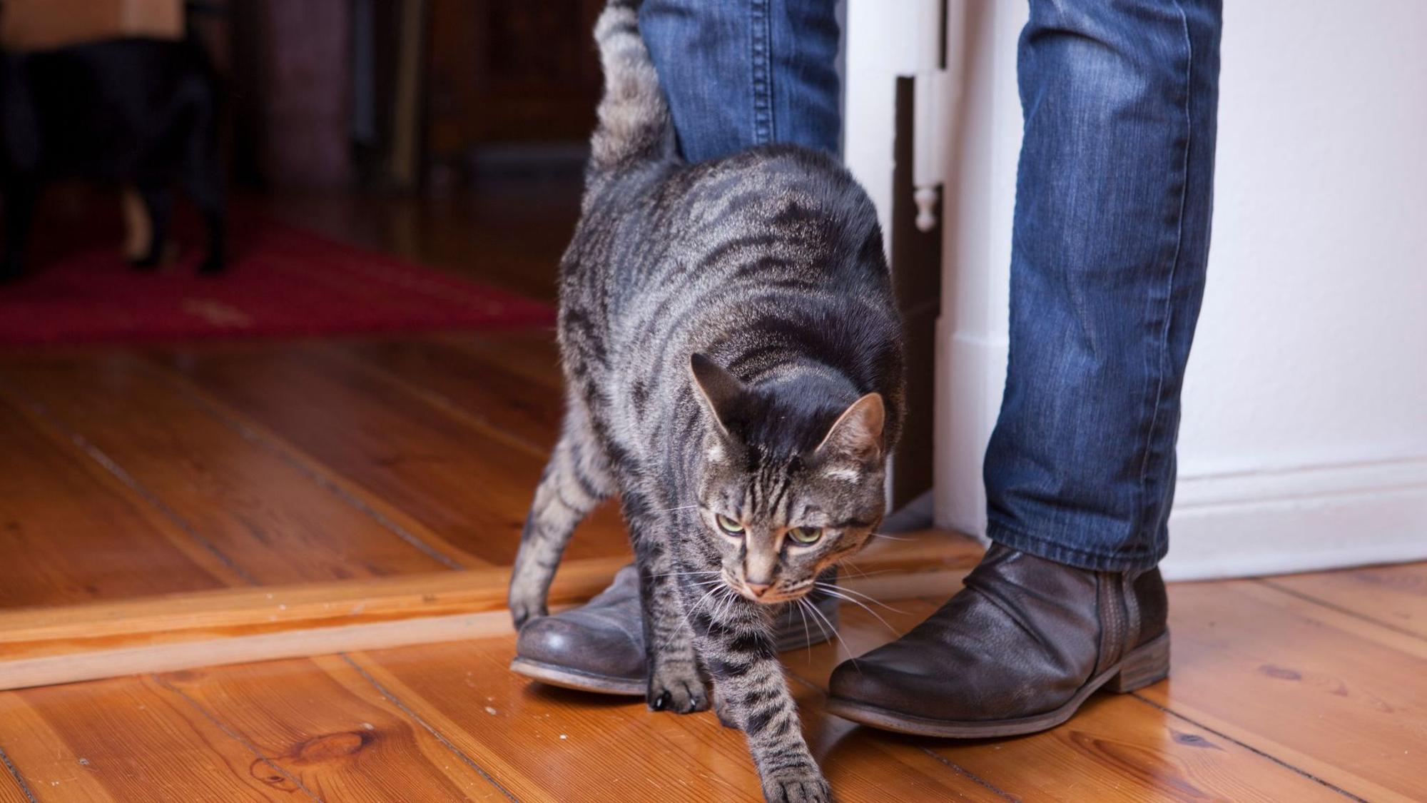Eine Katze schmiegt sich an die Beine eines Mannes