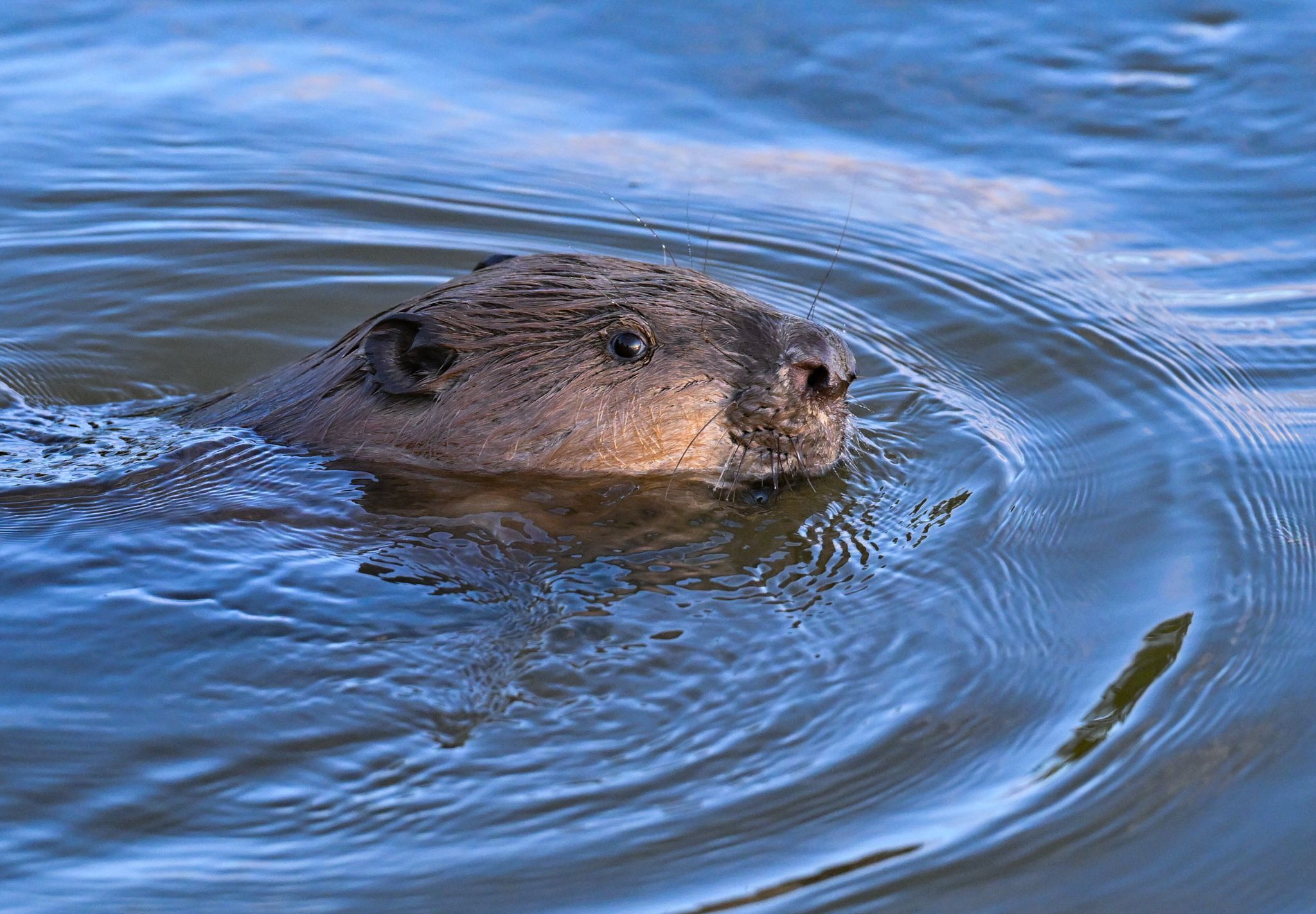 Ein Biber schwimmt im Grenzfluss Oder im Oderbruch