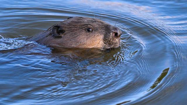 Ein Biber schwimmt im Grenzfluss Oder im Oderbruch