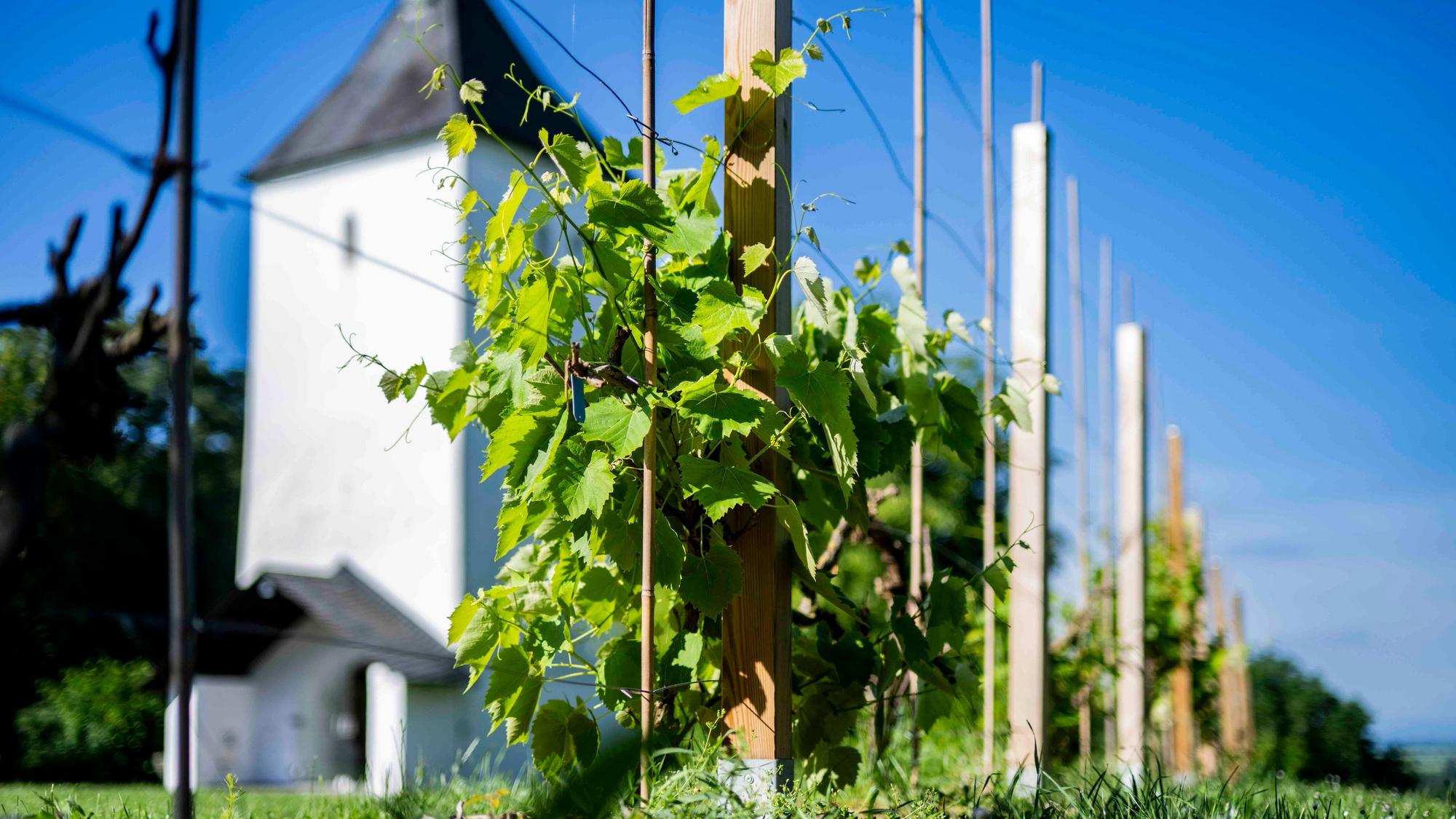 Hinter dem Weinstock ist der Swister Turm in Weilerswist zu erkennen.