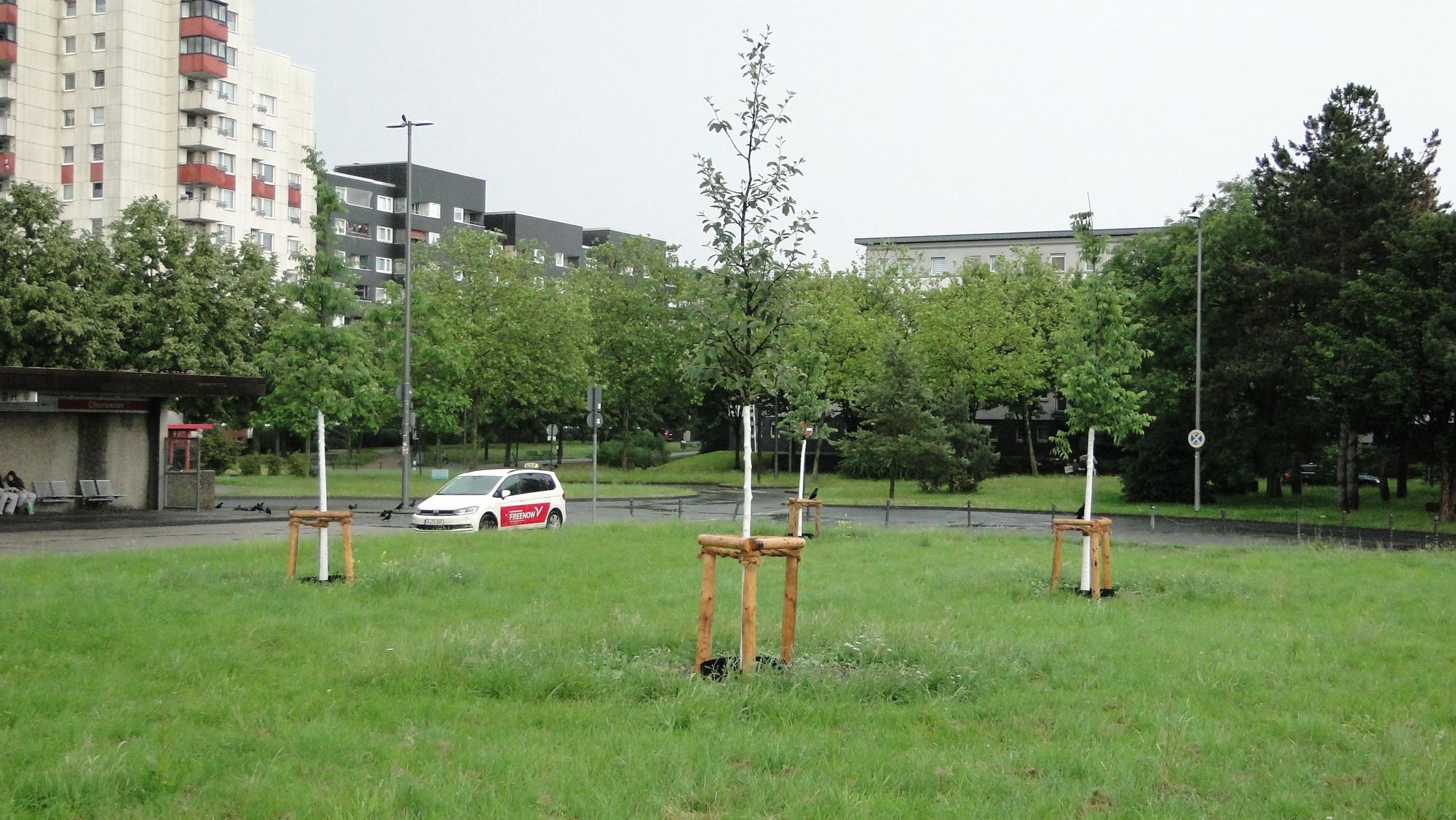 Baumanpflanzungen auf dem Turkuplatz, Chorweiler
