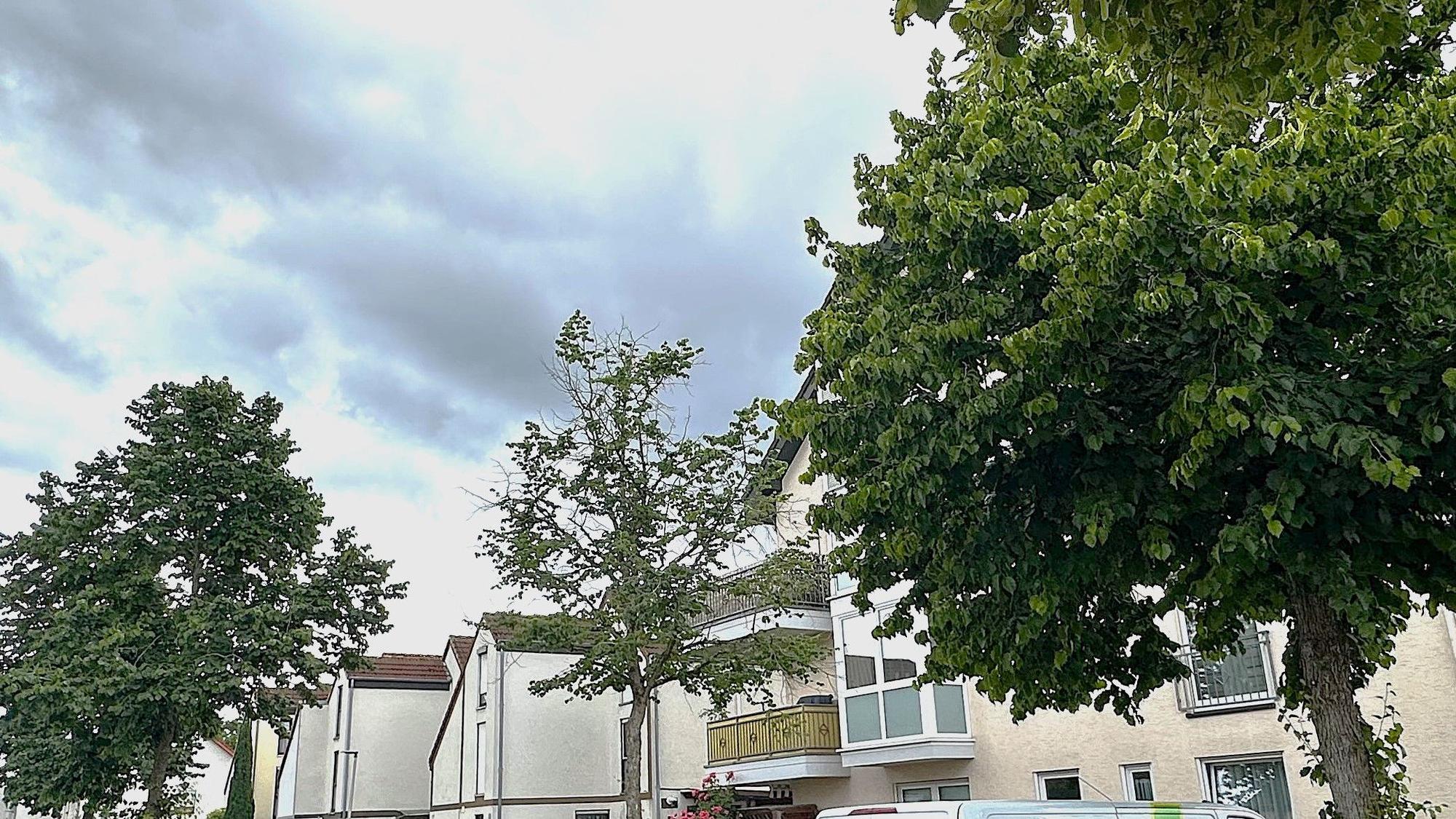 Nicht alle von der Stadt Sankt Augustin gepflanzten Bäume wachsen gut an. Oft ist die Baumscheibe zu klein oder das Umfeld falsch.