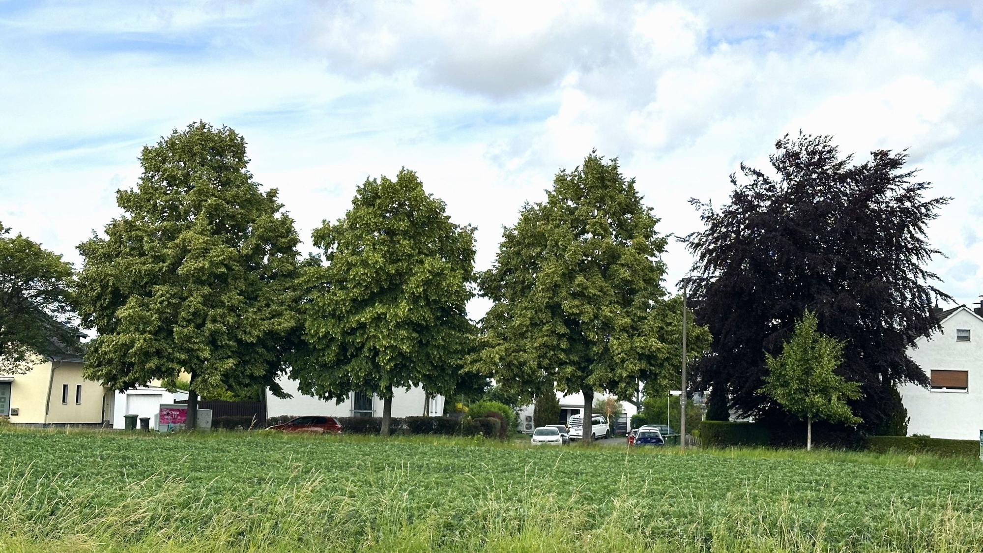 So sehen prächtige Bäume in der Kölnstraße in Hangelar aus, die ihre Heimat in unseren Breitengraden haben.