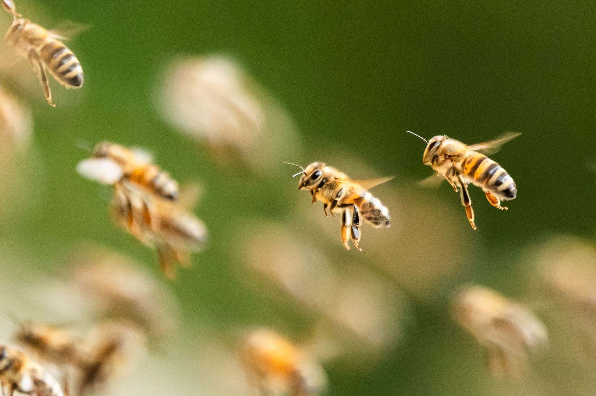 Bienenschwarm
