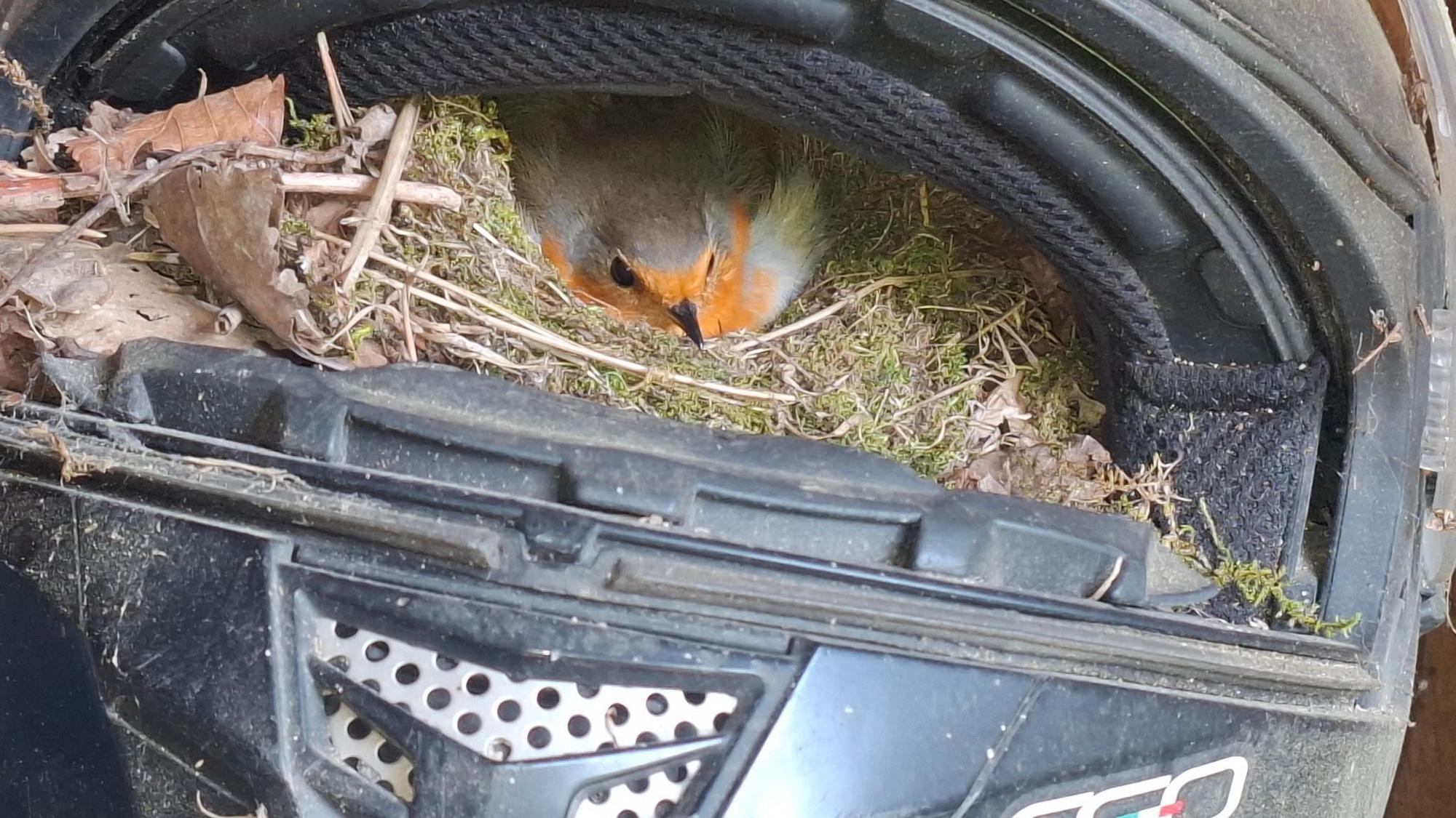 Rotkehlchen brütet in Motorradhelm