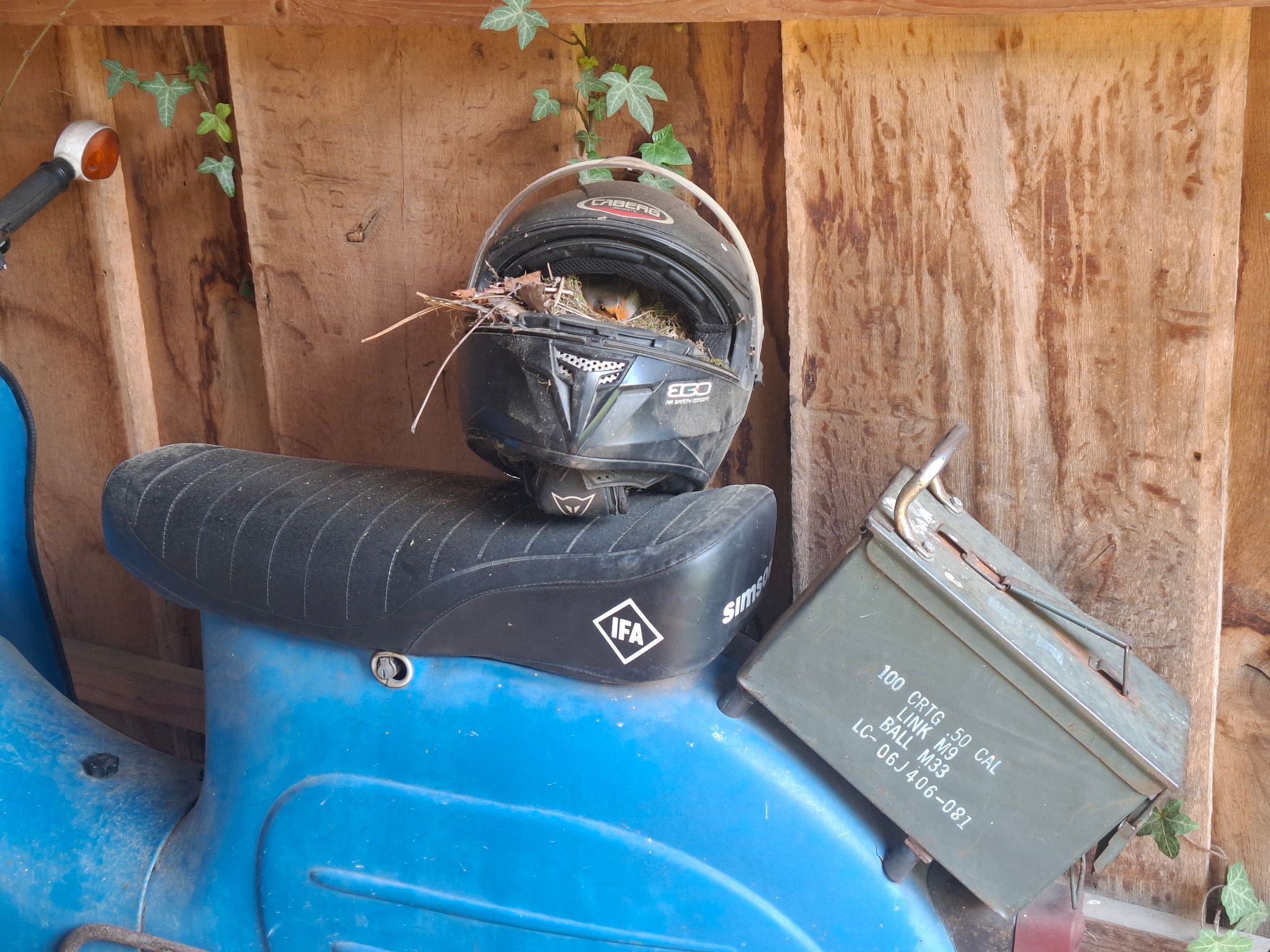 Rotkehlchen brütet in Motorradhelm